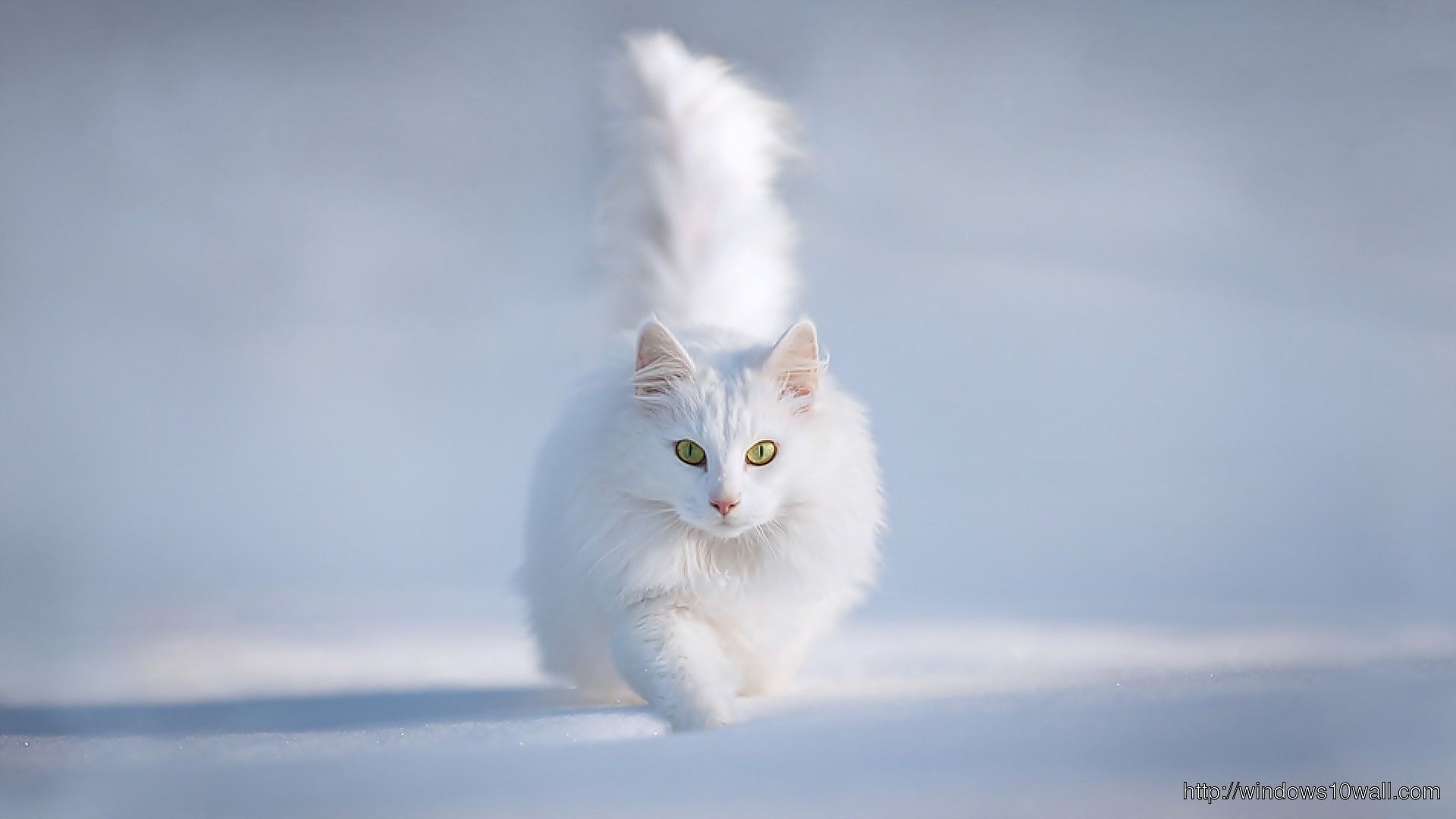 Animals Hdwallpaper Cute White Cat HD Wallpaper 10