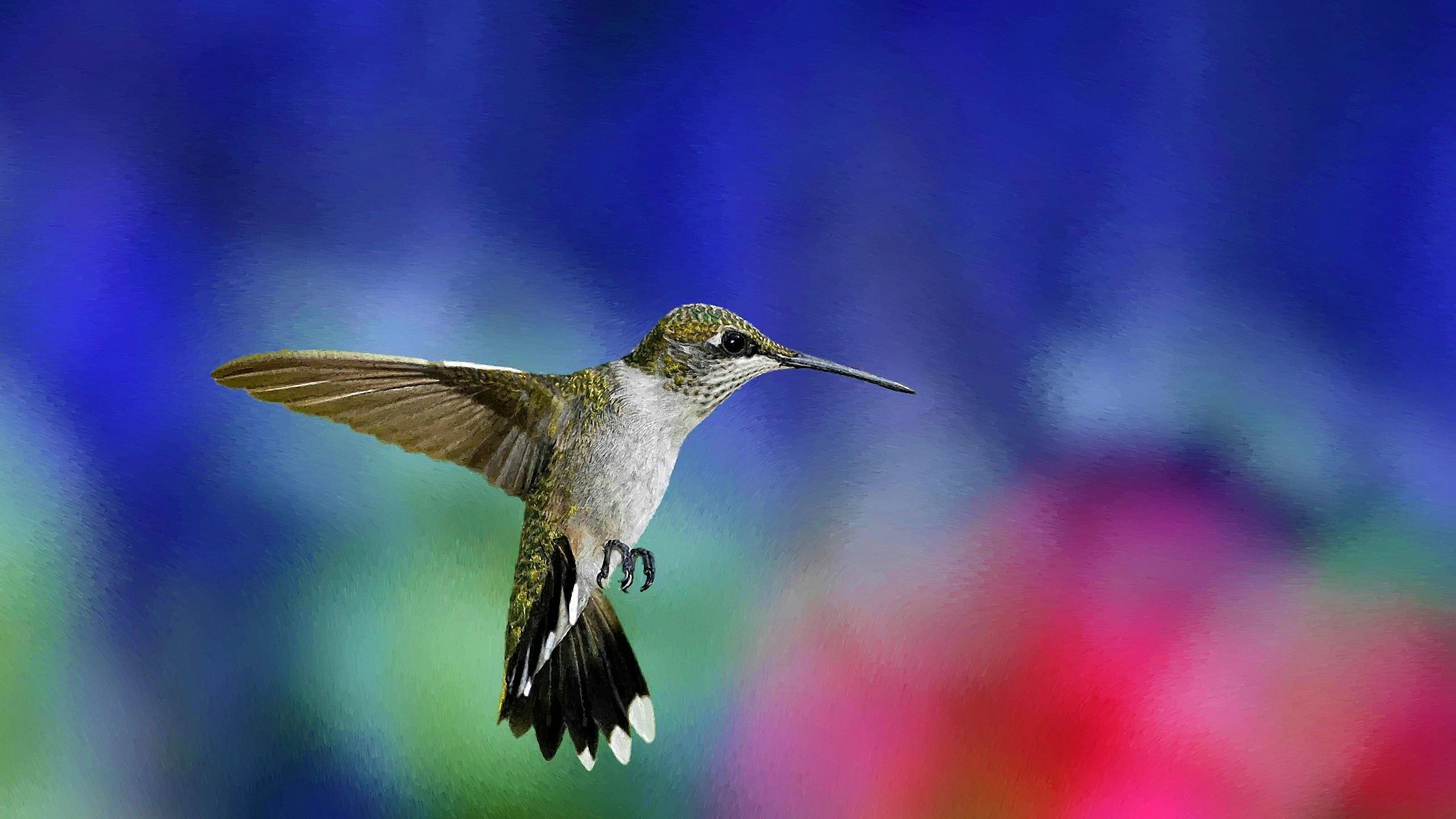 Hummingbirds HD