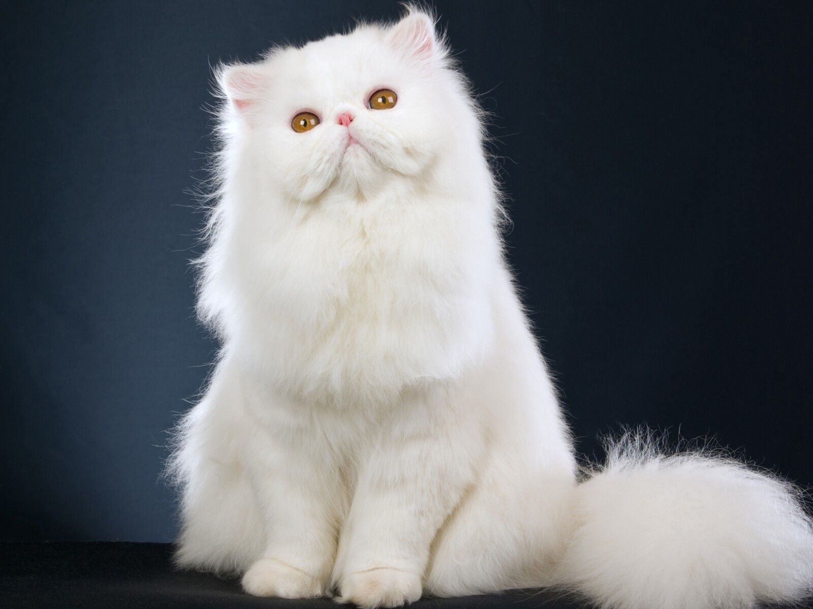 Sweet white cat animal wallpaper
