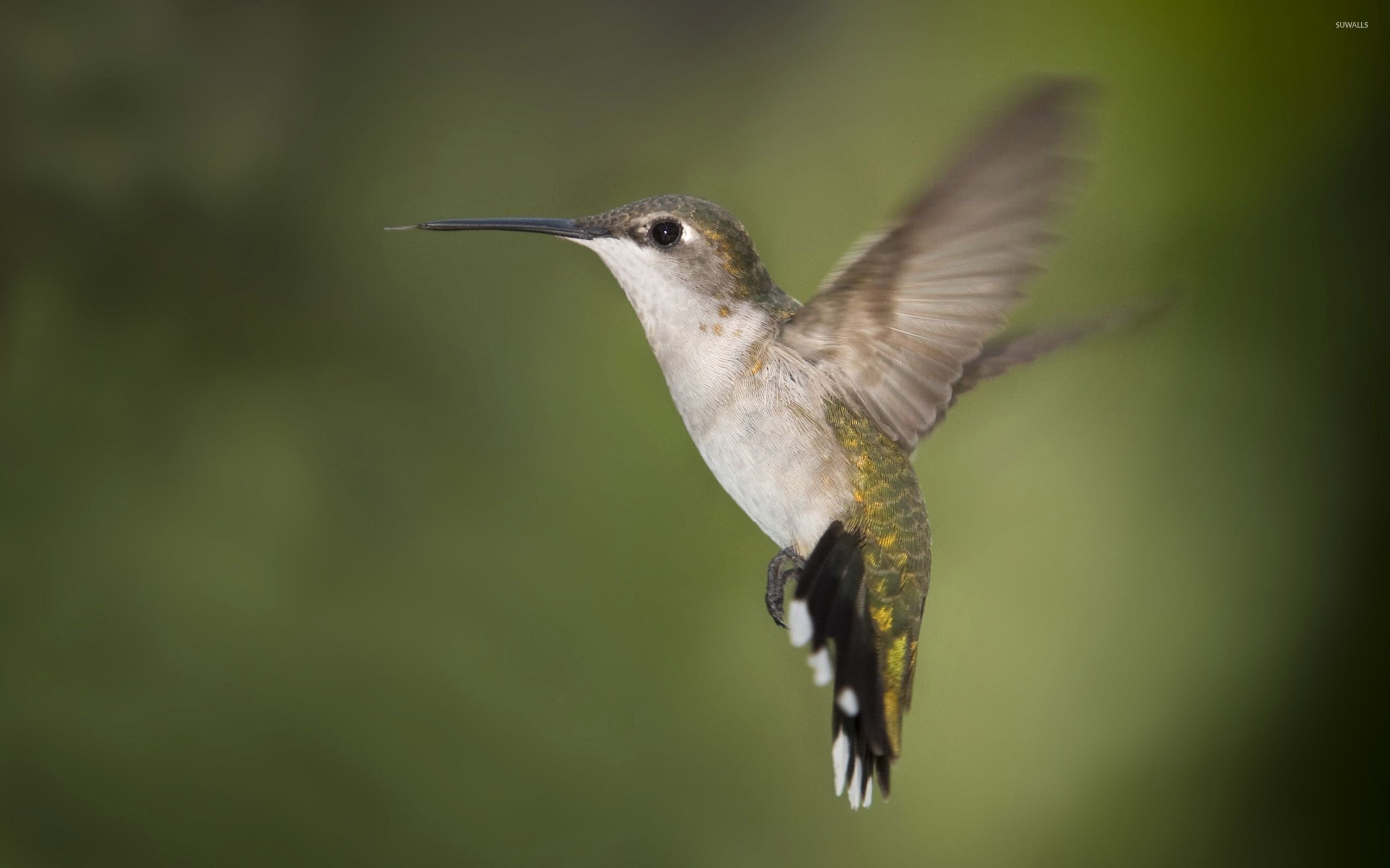 Hummingbird [9] wallpaper wallpaper