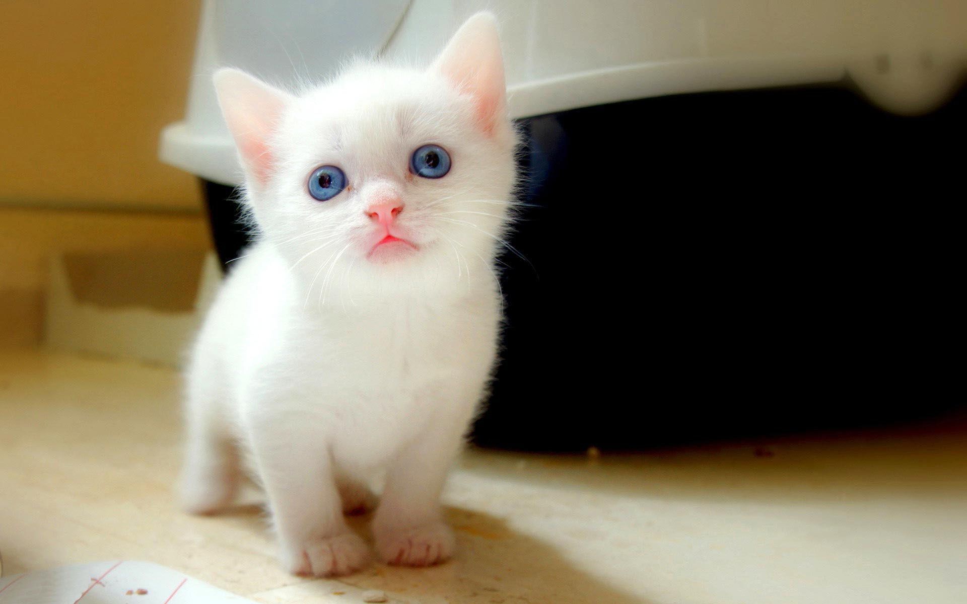 White Beauty !. Cute little kittens, Kitten wallpaper, Kittens cutest