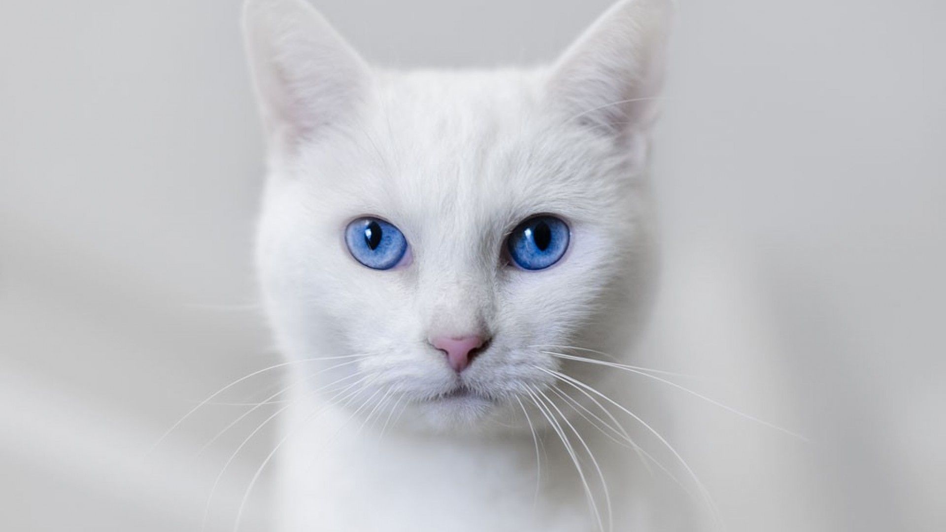 Free photo: White Cat, Bspo06, Cat