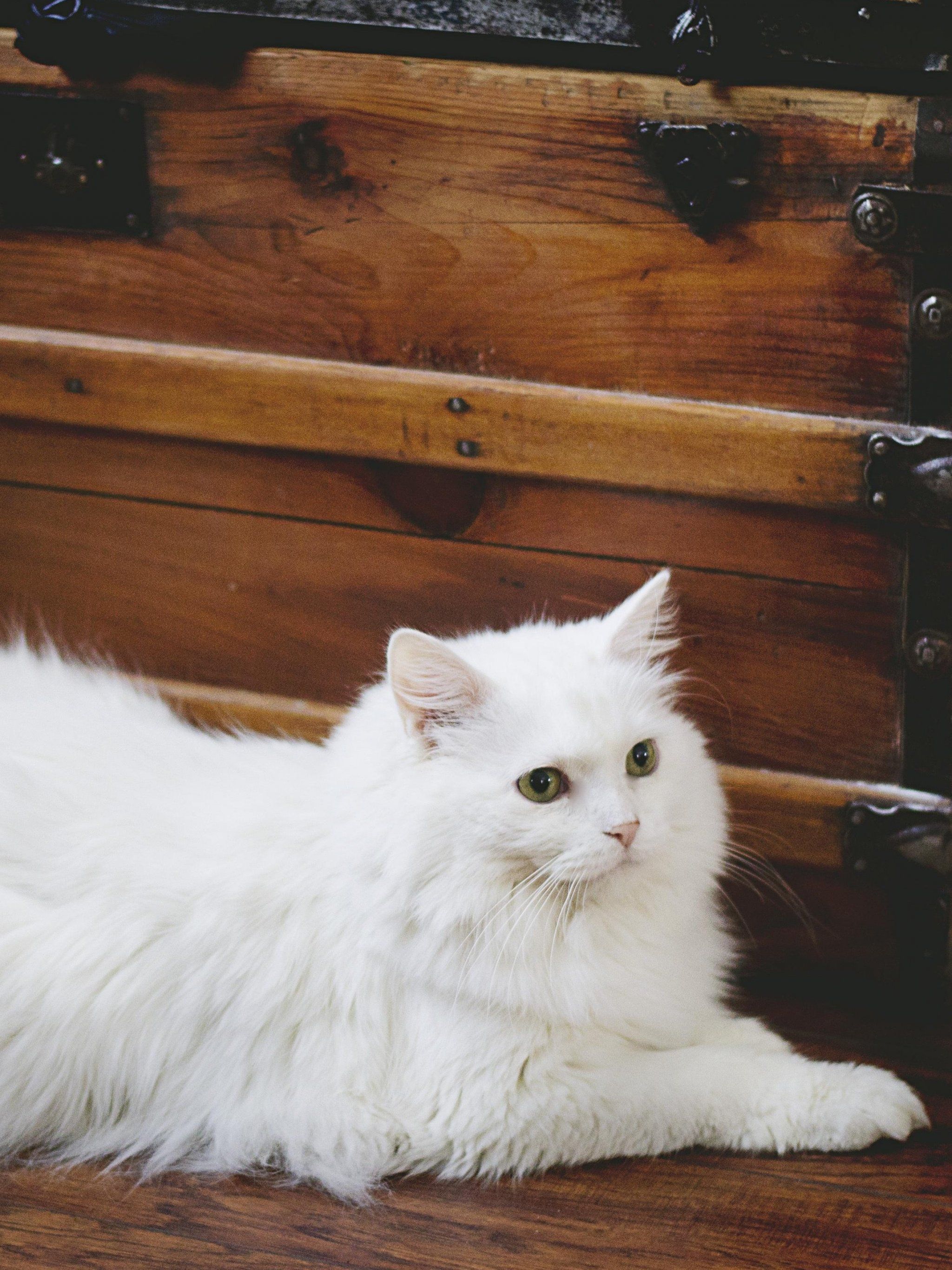 Elegant White Fluffy Cat Wallpaper, Android & Desktop Background
