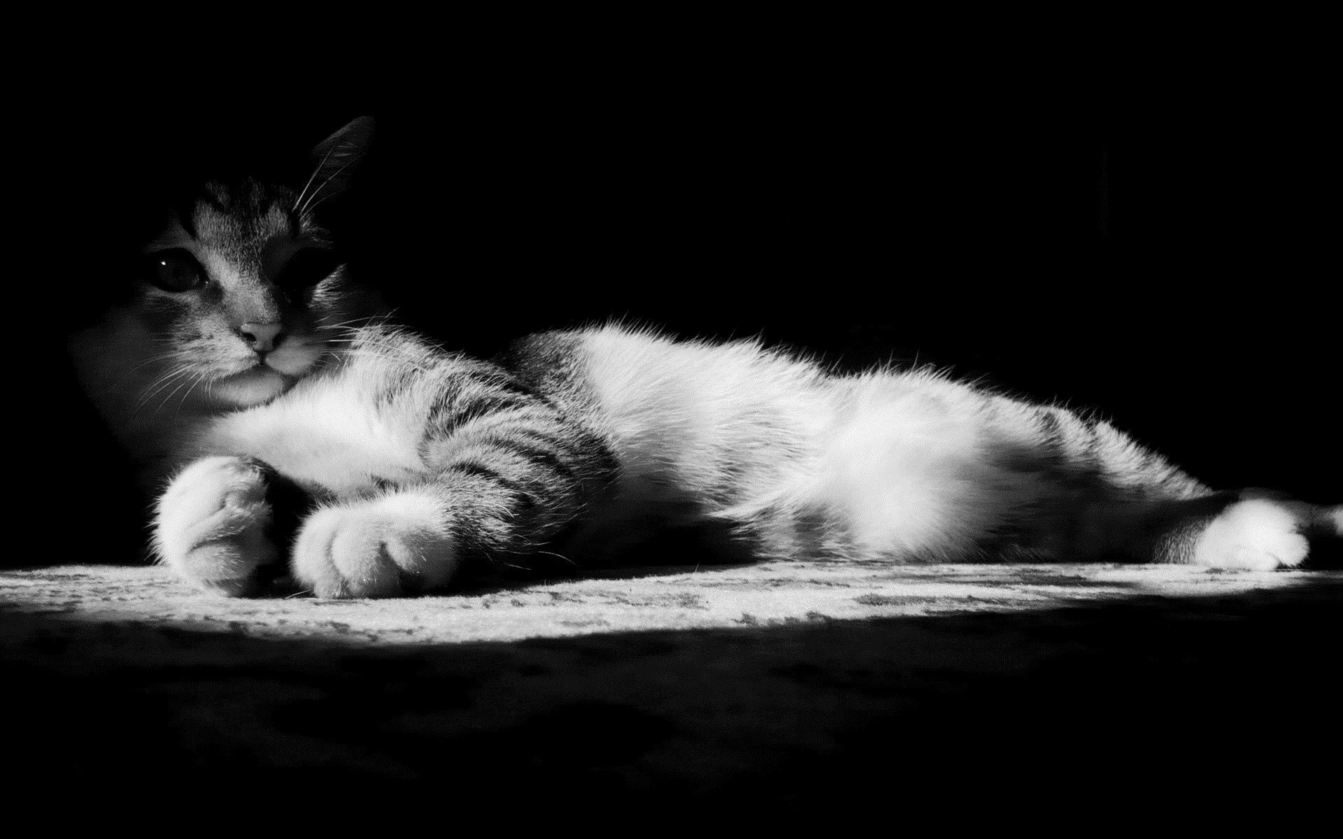 Black and white cat desktop wallpaper