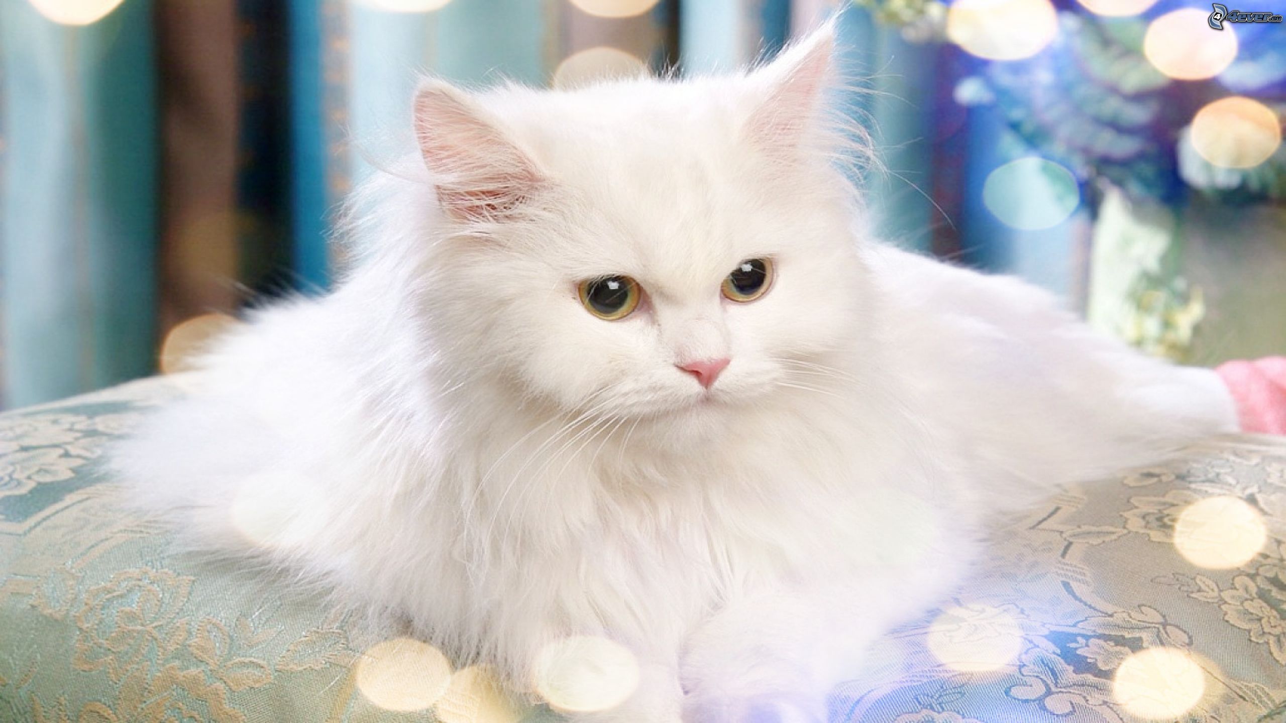 Animal White Cat HD Wallpapers - Wallpaper Cave