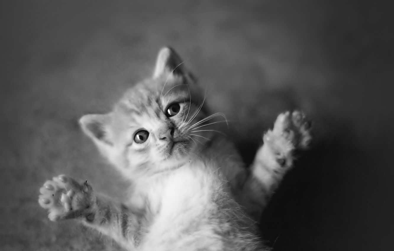 Wallpaper animals, black and white, cats, cute, kittens image