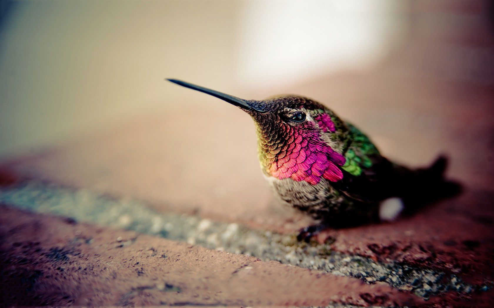 Hummingbird wallpaperx1050
