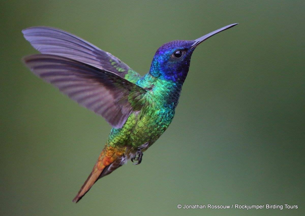 Hummingbird wallpaper, Animal, HQ Hummingbird pictureK Wallpaper 2019