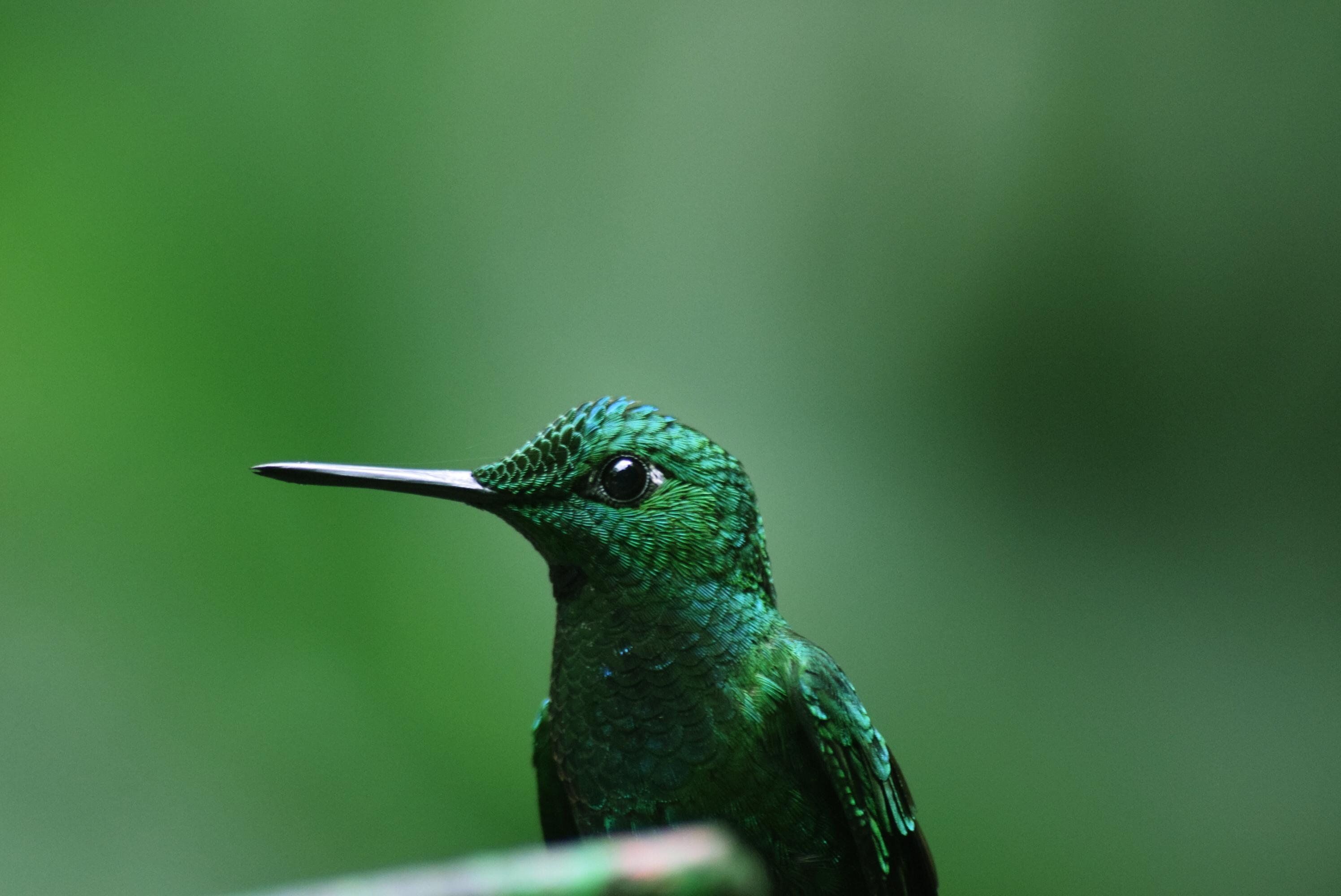 Hummingbird HD wallpaper