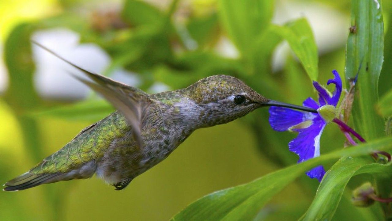 Hummingbirds and blue flower HD Wallpaper.com • 4K 5k 8k HD Desktop Wallpaper for Ultra High Definition Widescreen Desktop, Tablet & Smartphone wallpaper