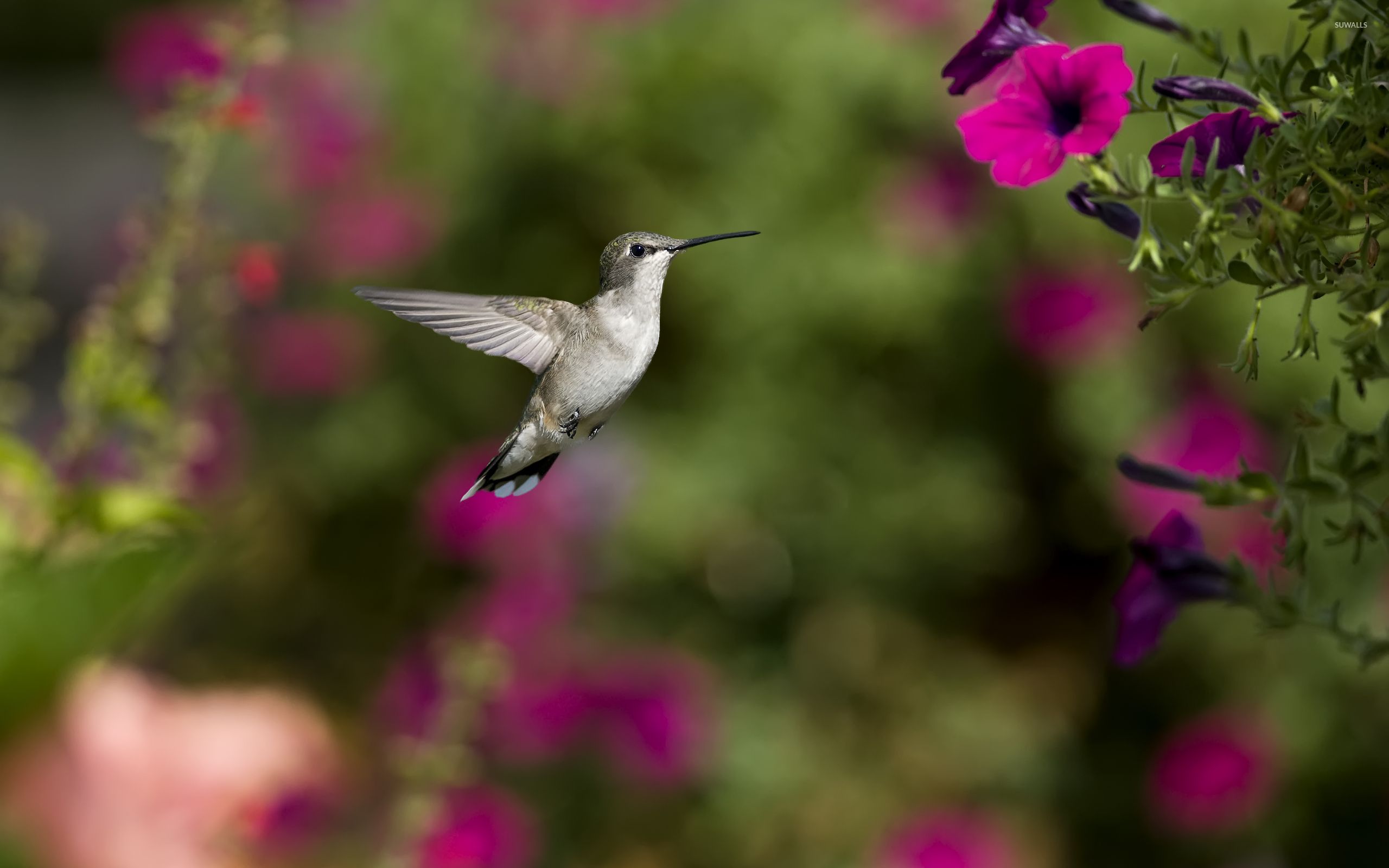 Hummingbird [7] wallpaper wallpaper