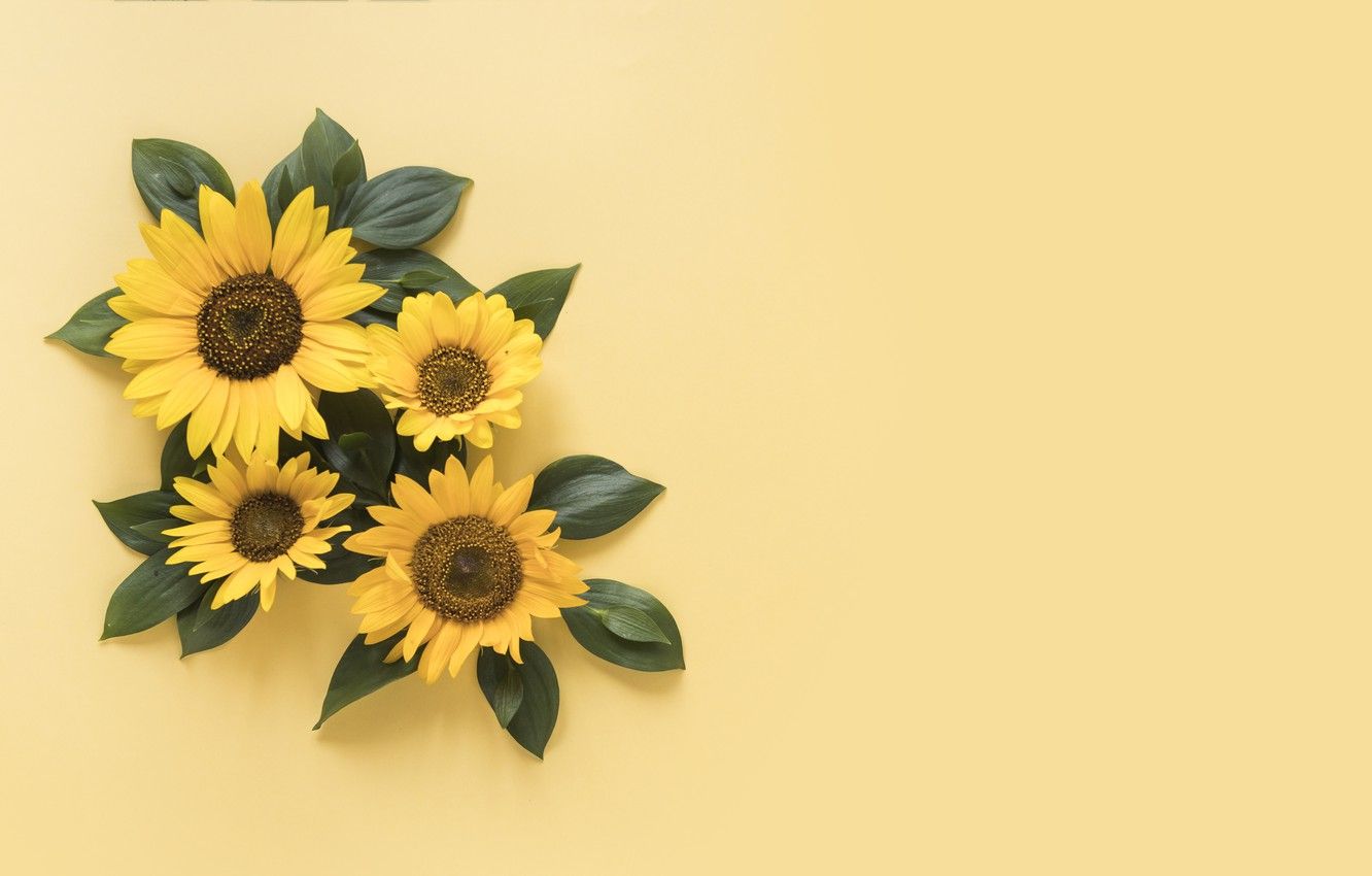 Wallpapers sunflowers, yellow, background, yellow, beautiful.