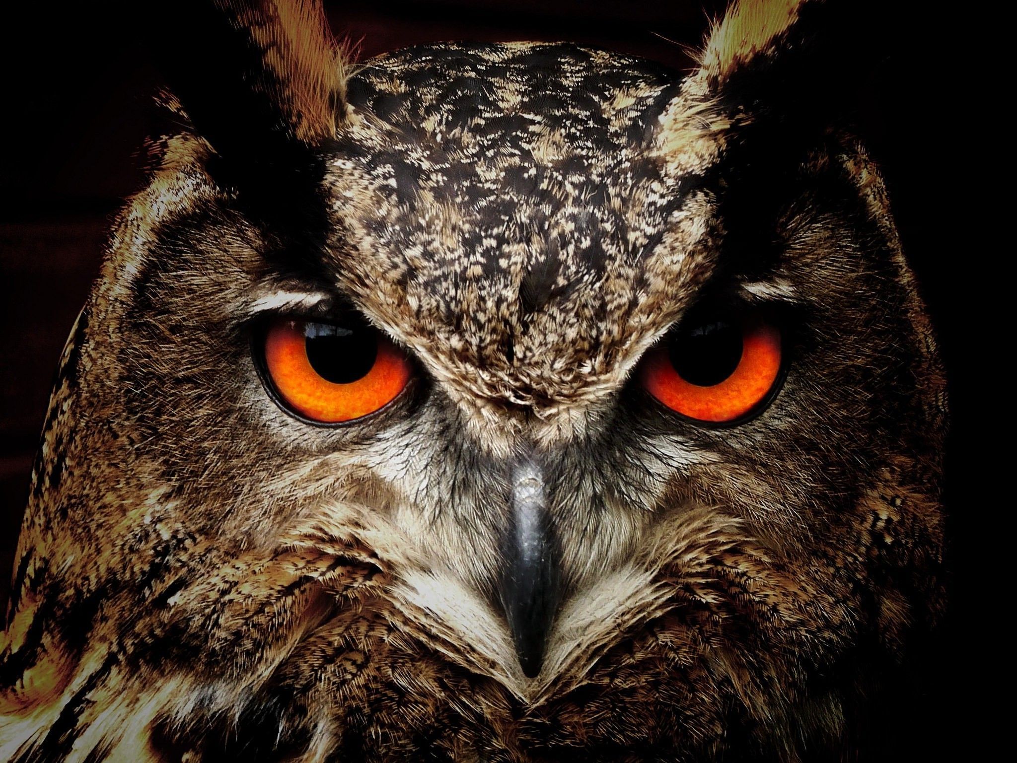 Animal Owl HD Wallpapers - Wallpaper Cave