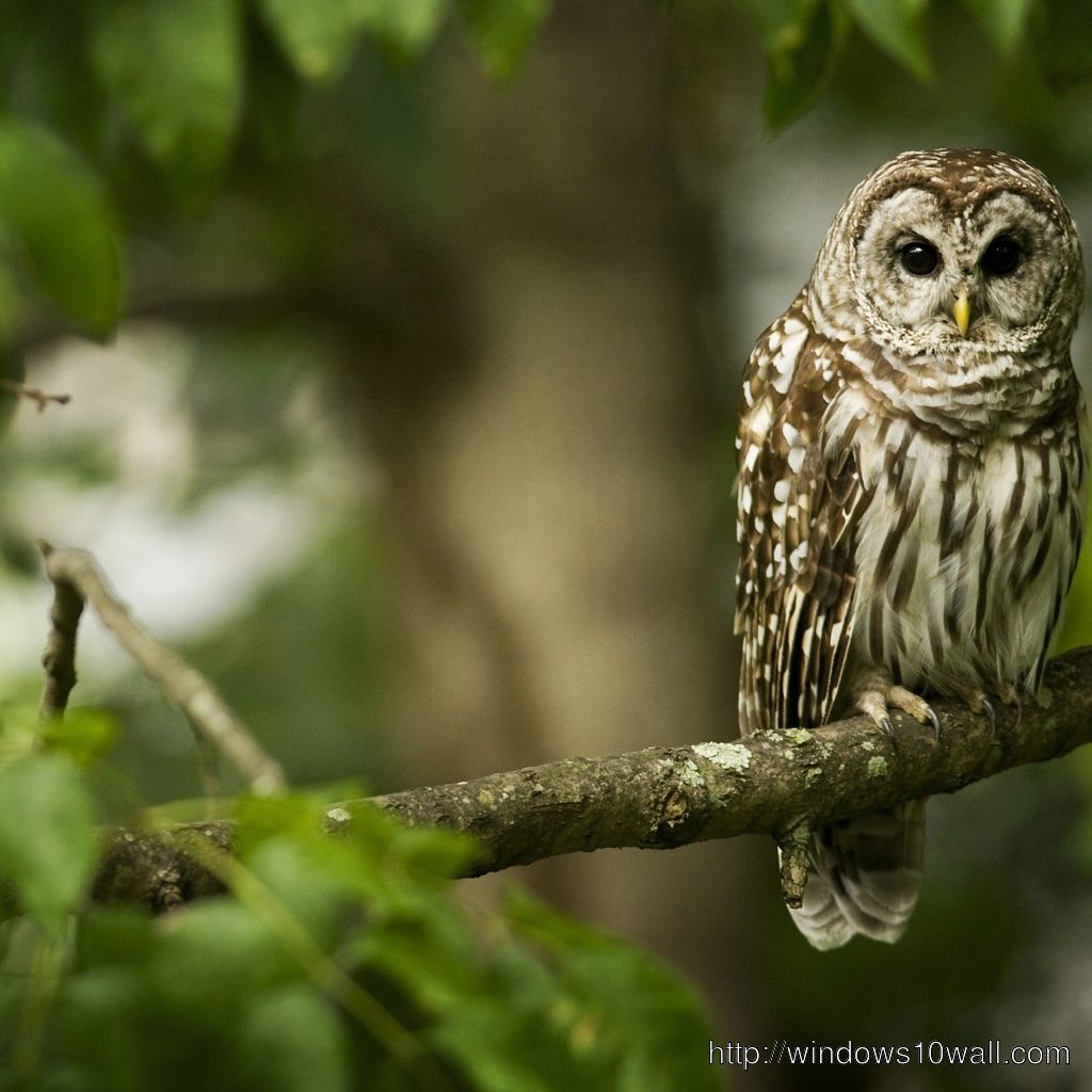 FREE Animal Owl HD iPad Wallpaper 10 Wallpaper