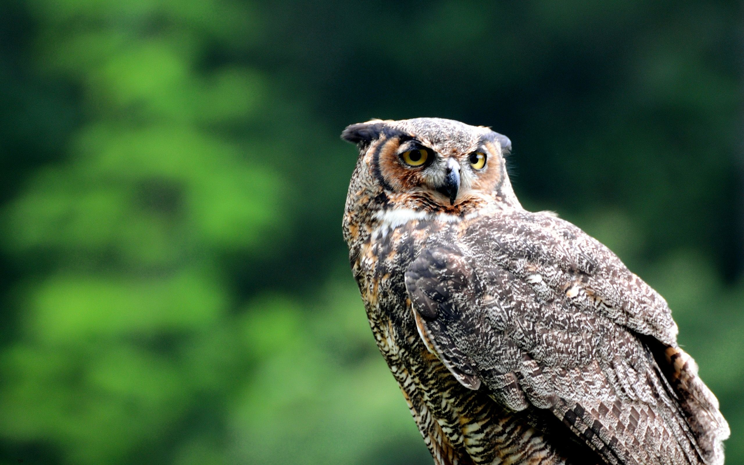 Animal Owl Free HD 1256689 Wallpaper wallpaper