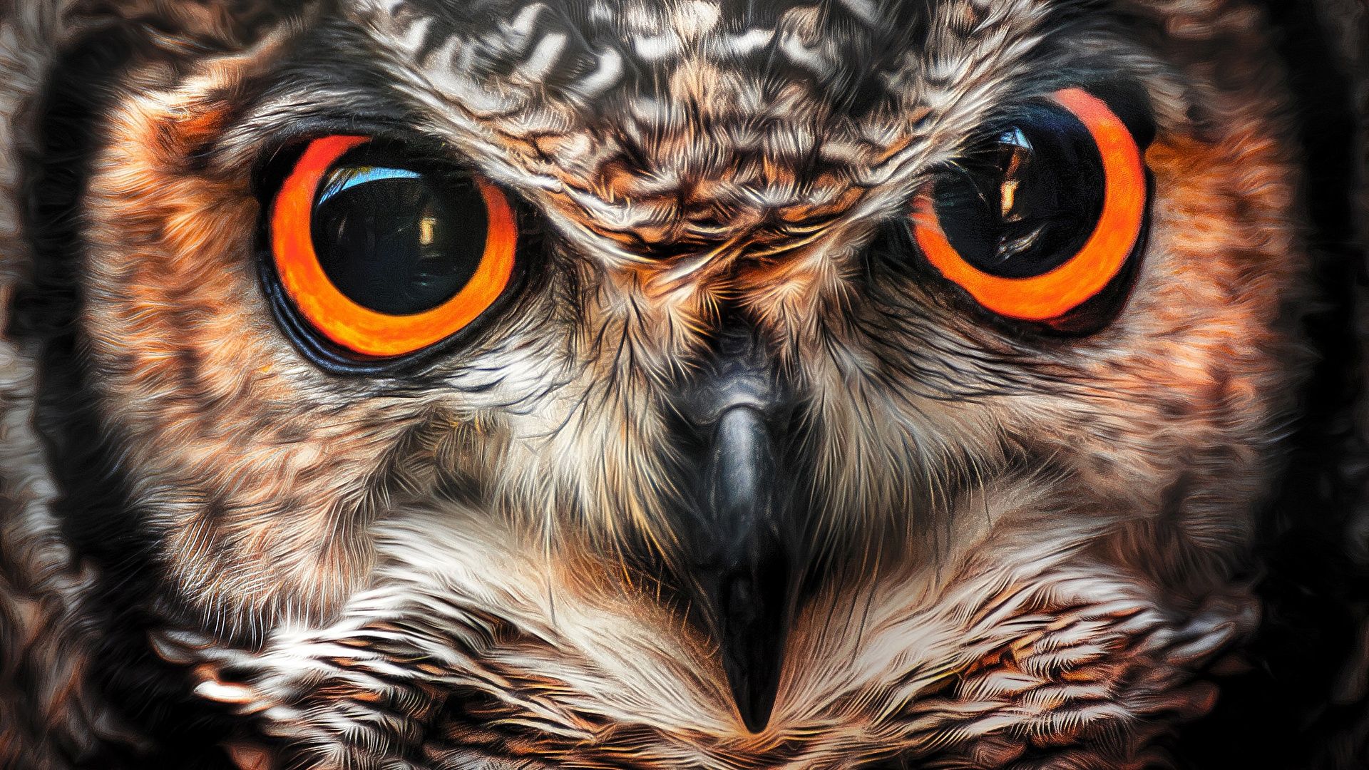 Animal Owl HD Wallpapers - Wallpaper Cave