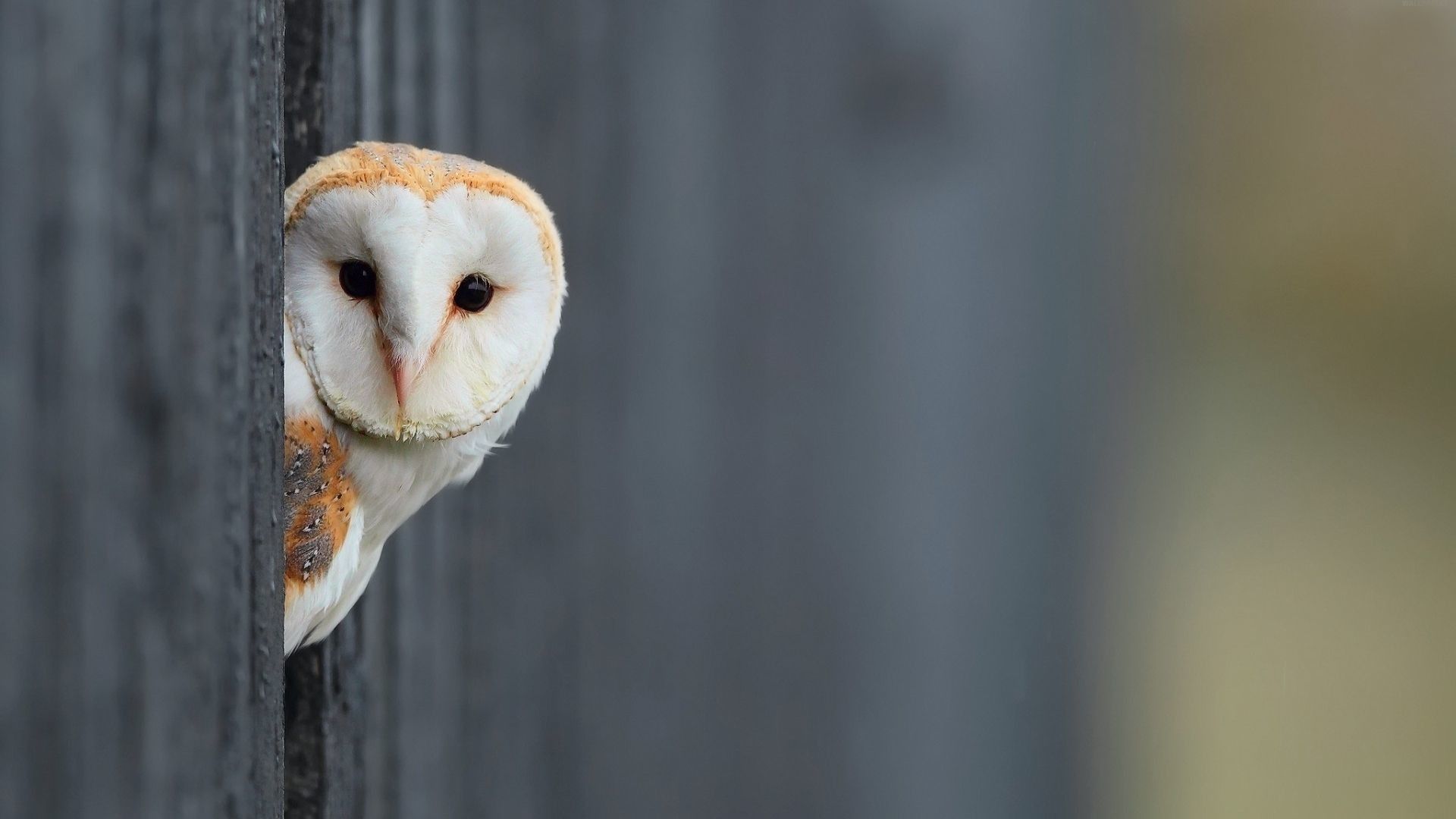 Owl Wallpaper