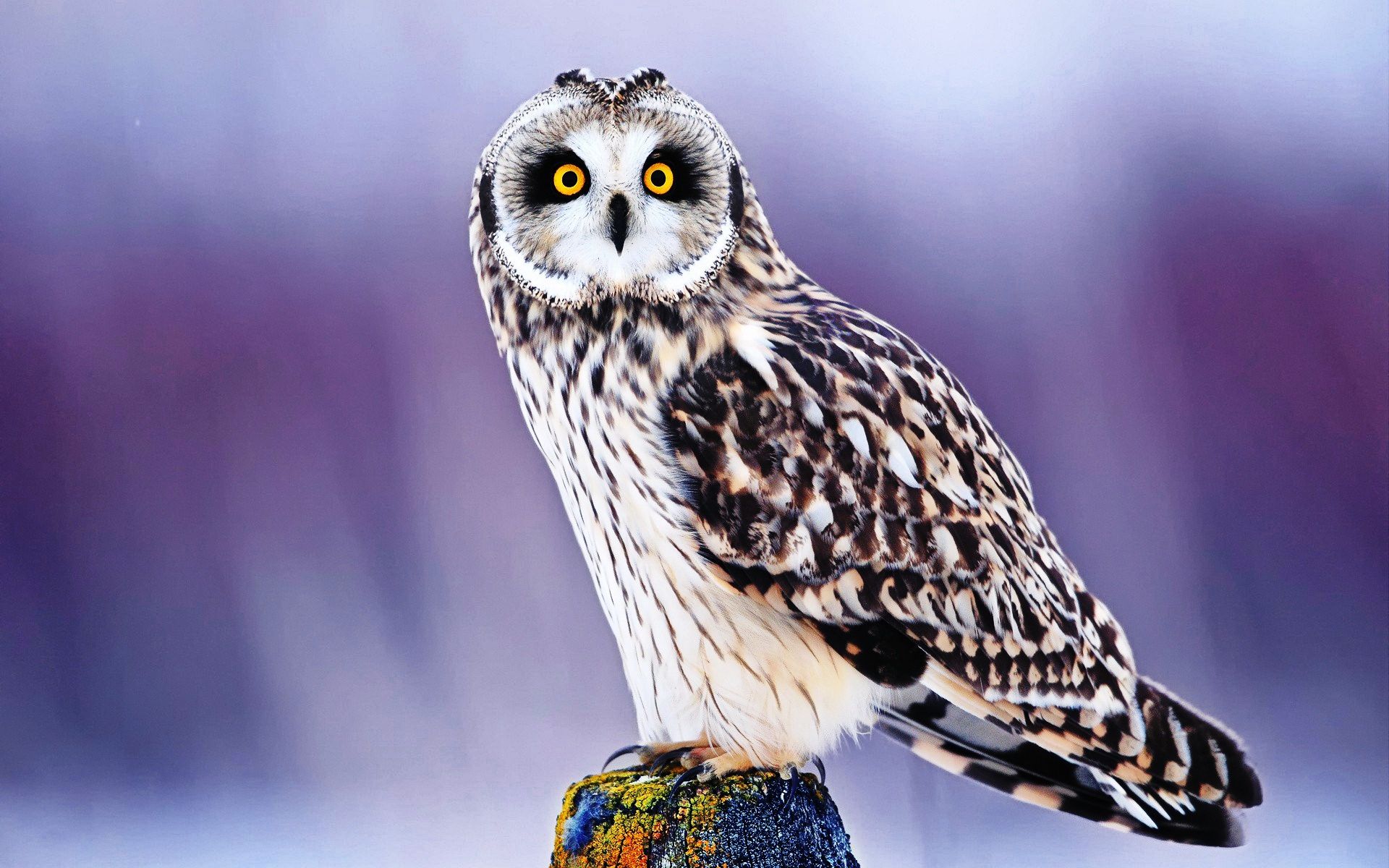 Cute Owl Background for Desktop