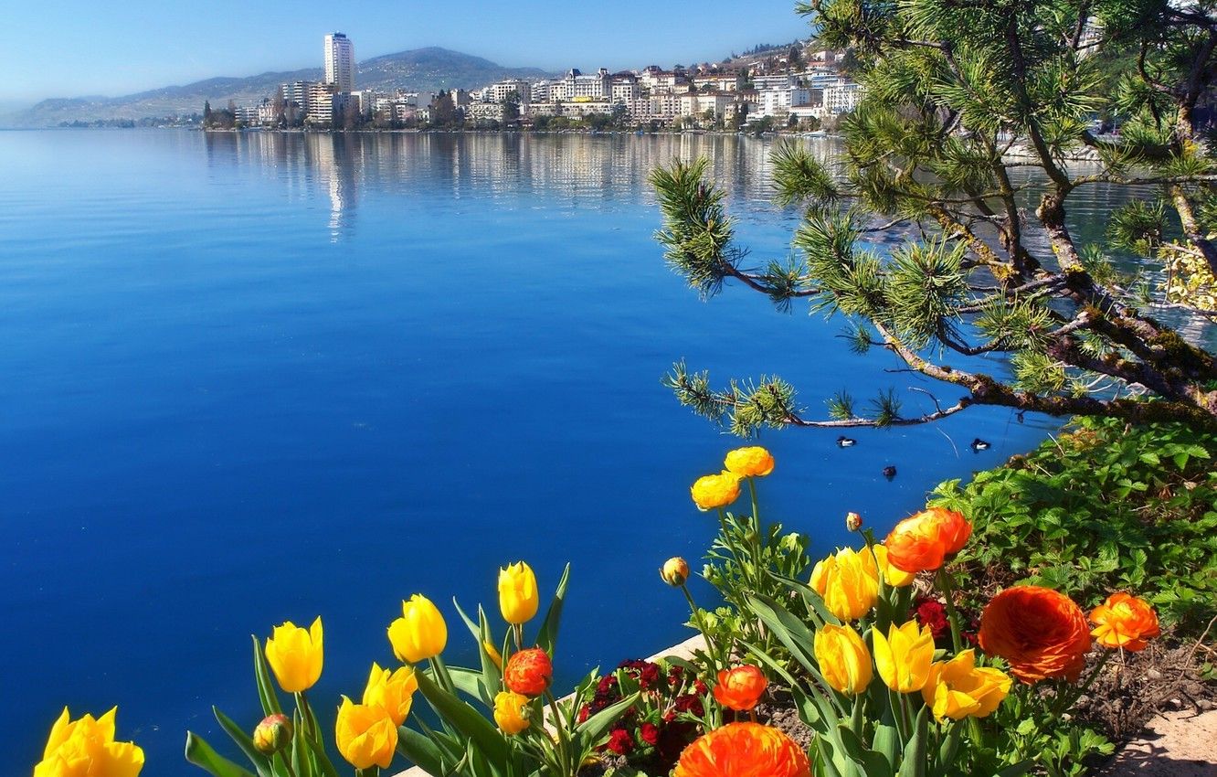 Wallpaper flowers, lake, Switzerland, Switzerland, Lake Geneva