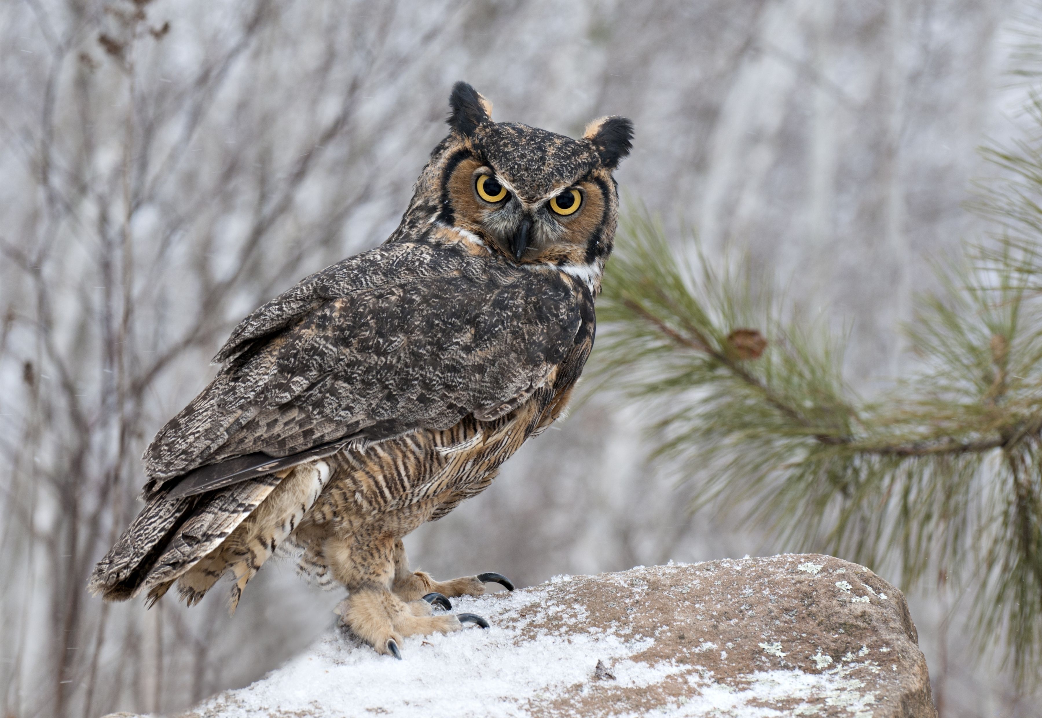 Great Horned Owl HD Wallpaper and Background Image