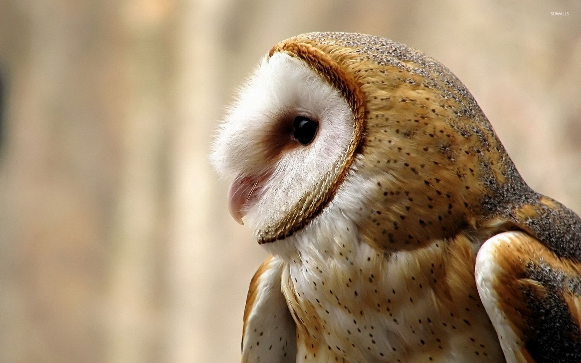 Barn Owl Wallpaper. Owl Wallpaper