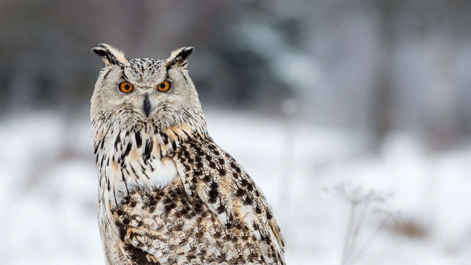 1080P HD Wallpaper Animal Owls Wildlife Desktop Background