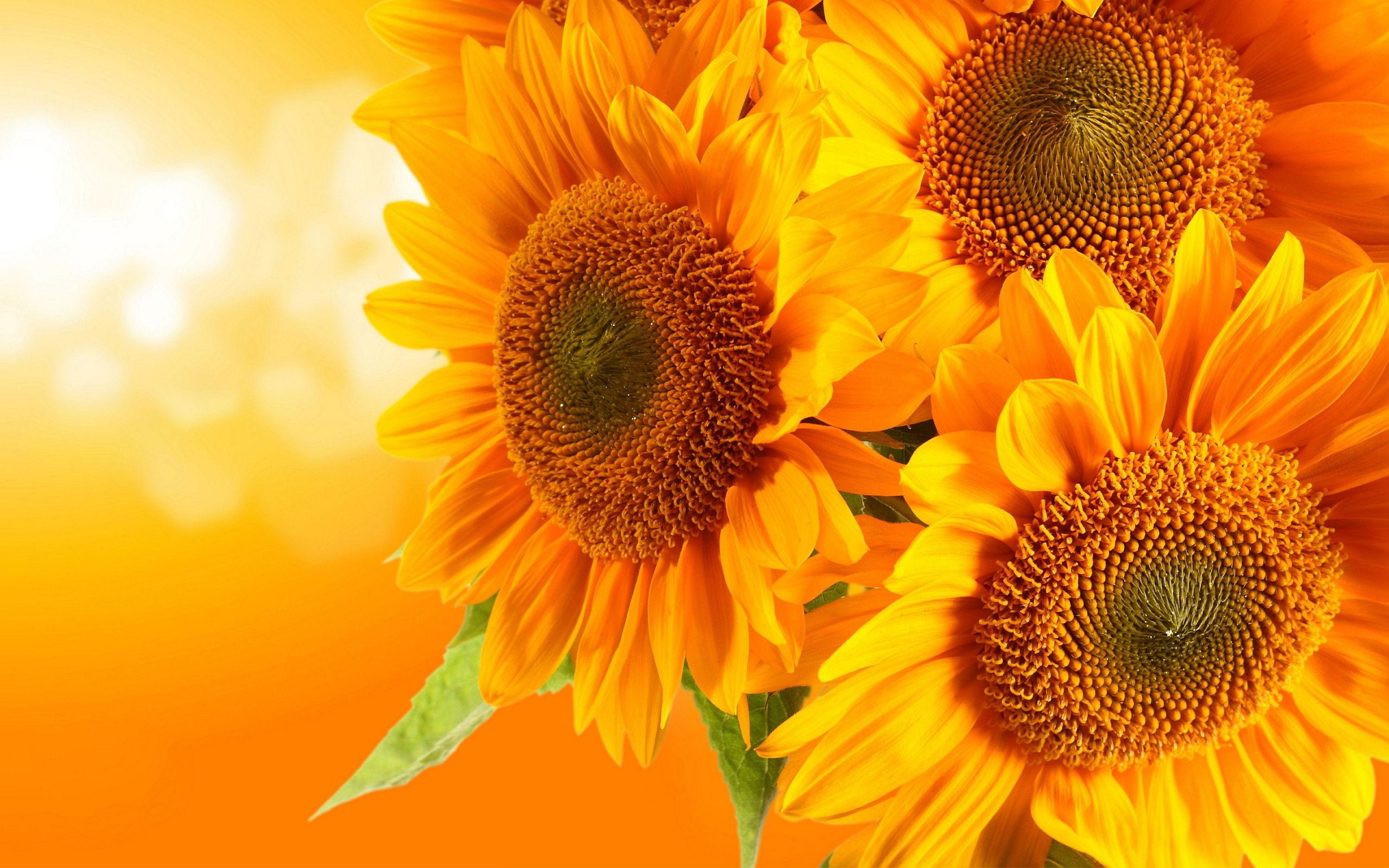 Yellow sunflowers HD wallpaperx1600