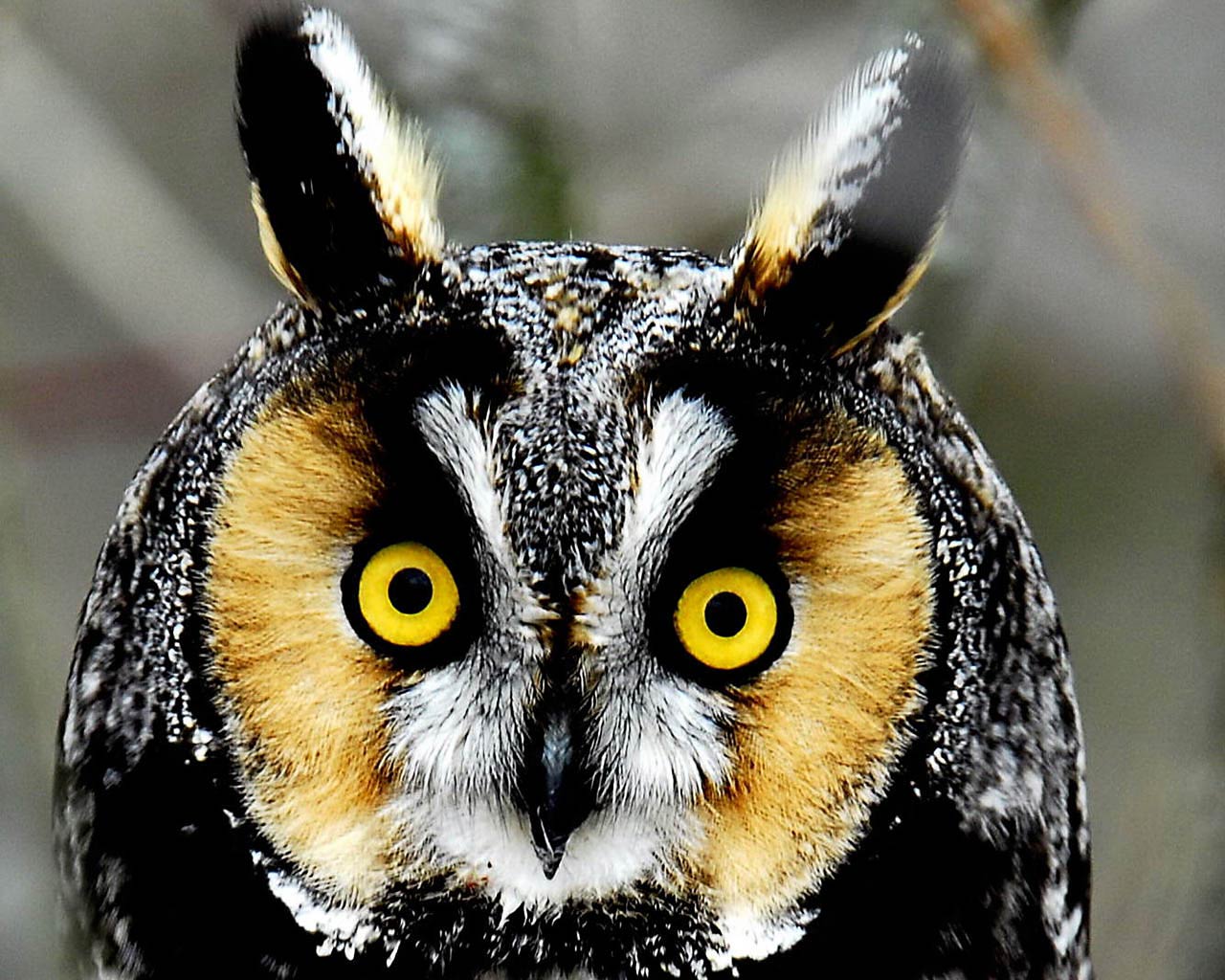 Owl Wallpaper. Owl Wallpaper Beautiful