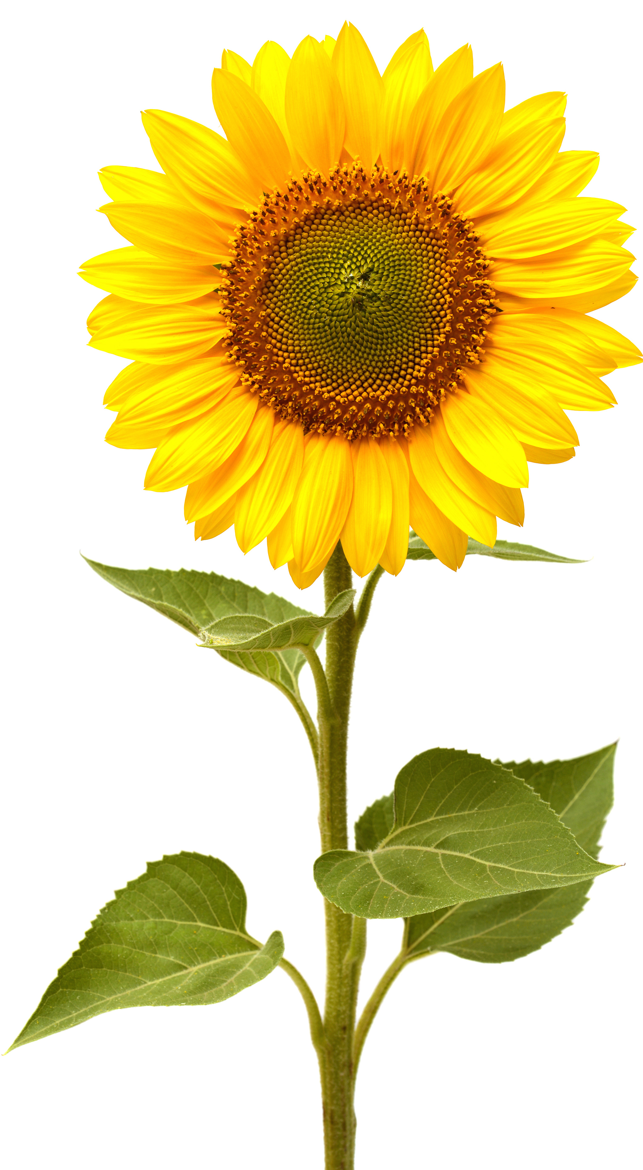 Yellow sunflowers, wallpaper for computer