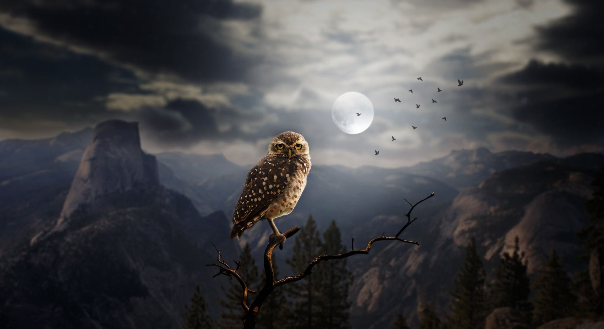 #birds, #fantasy art, #owl, #dark, #Moon, #animals