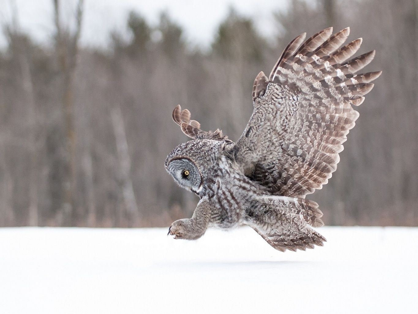Wallpaper Great Grey Owl Owls bird Wings Flight animal