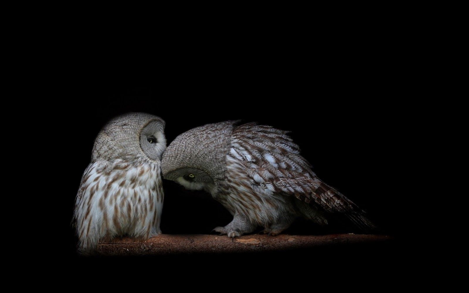 HD Owl Wallpaper Owl Picture