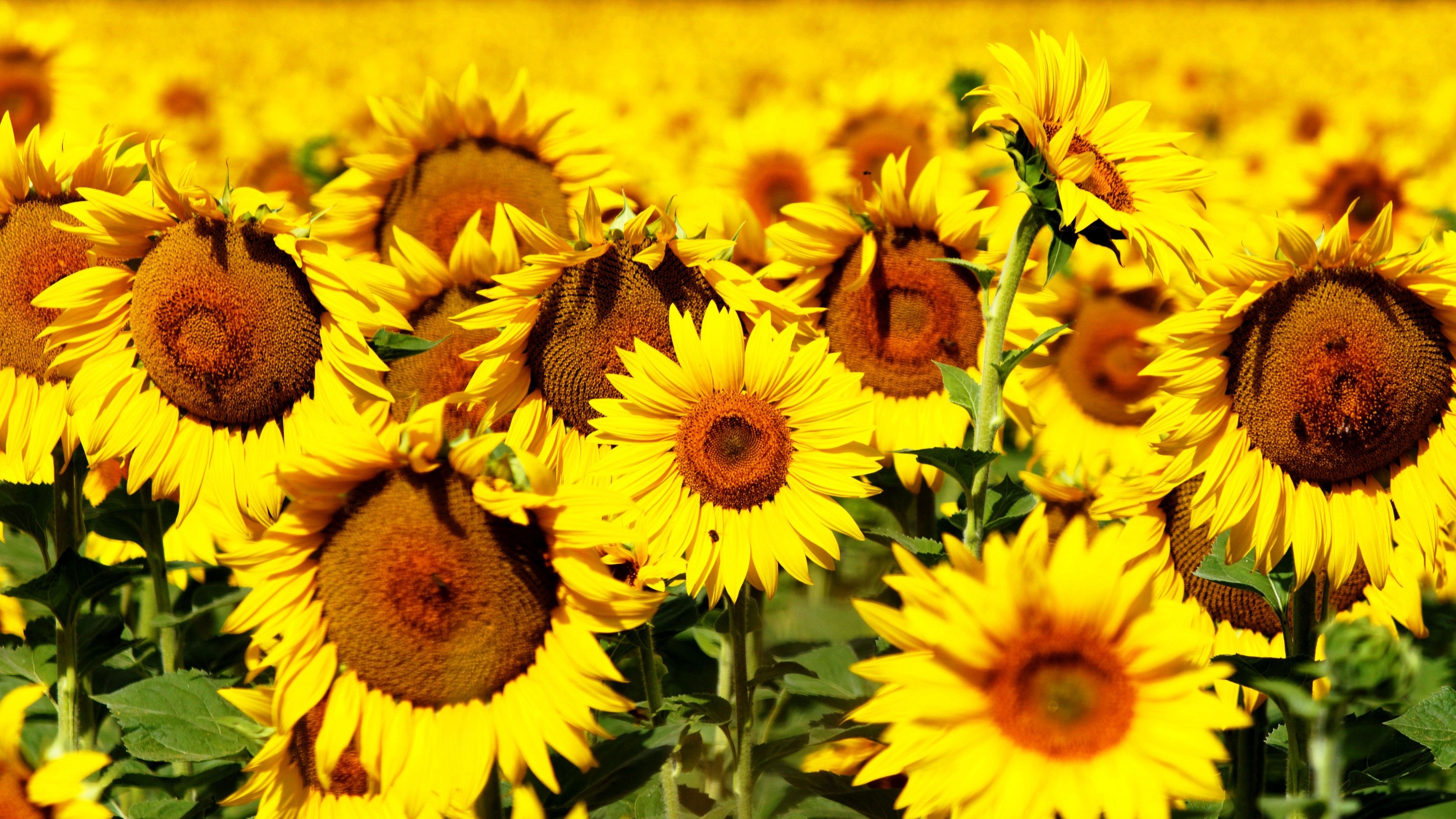 Wallpaper Sunflowers, 5k, 4k wallpaper, 8k, flowers, field, yellow, Nature