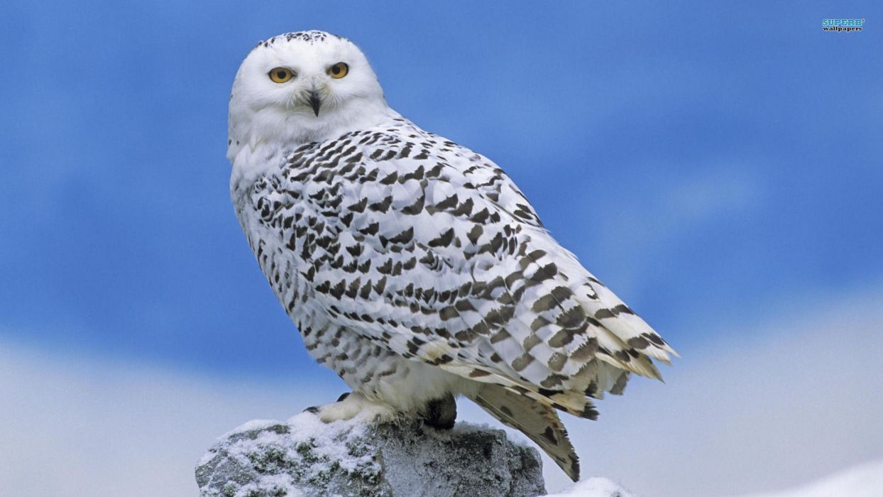Nature birds animals owls snowy owl wallpaperx1080