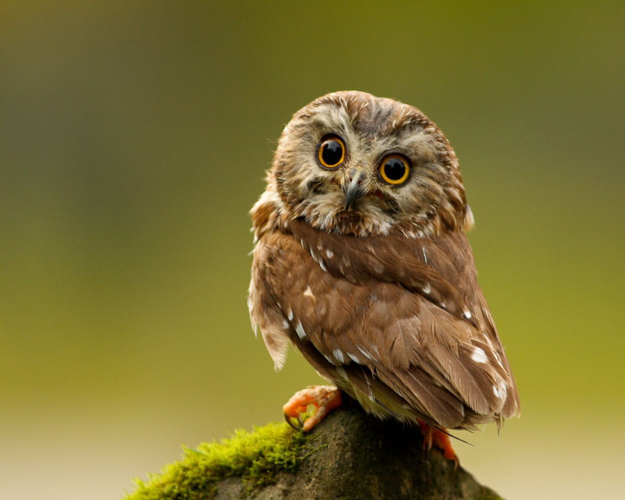 Owl HD Wallpaper Background Wallpaper. Saw whet owl, Owl, Owl facts