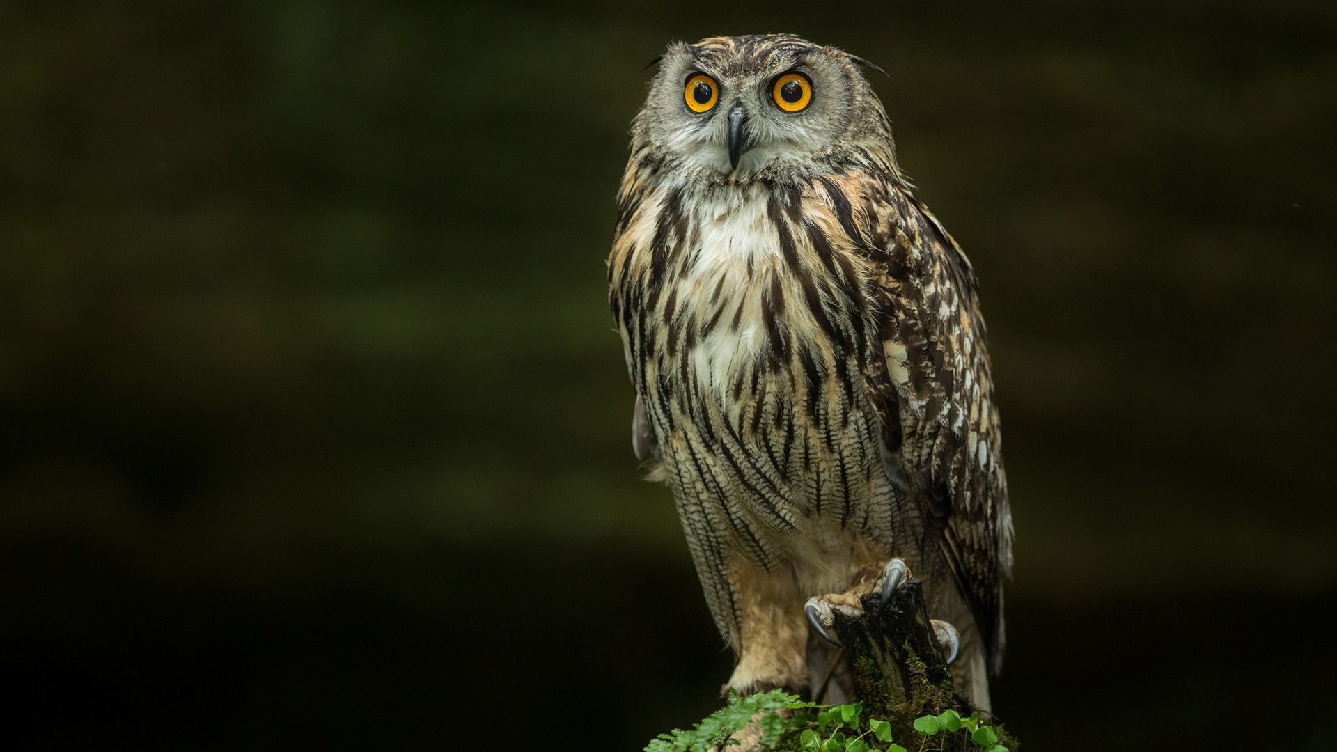 Free download Pics Photo Owl HD Background Wallpaper 1920x1080