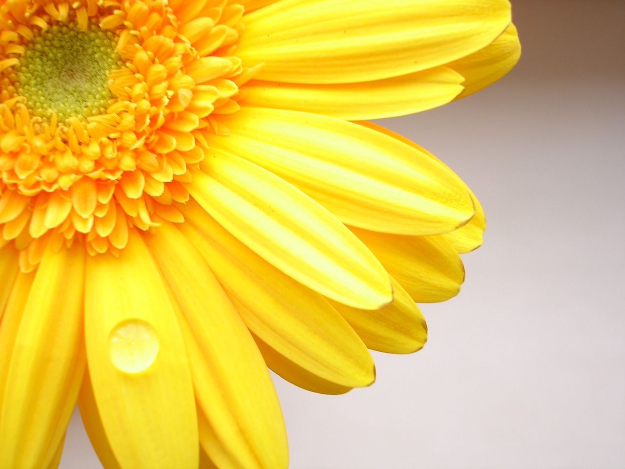Yellow sunflower wallpaper