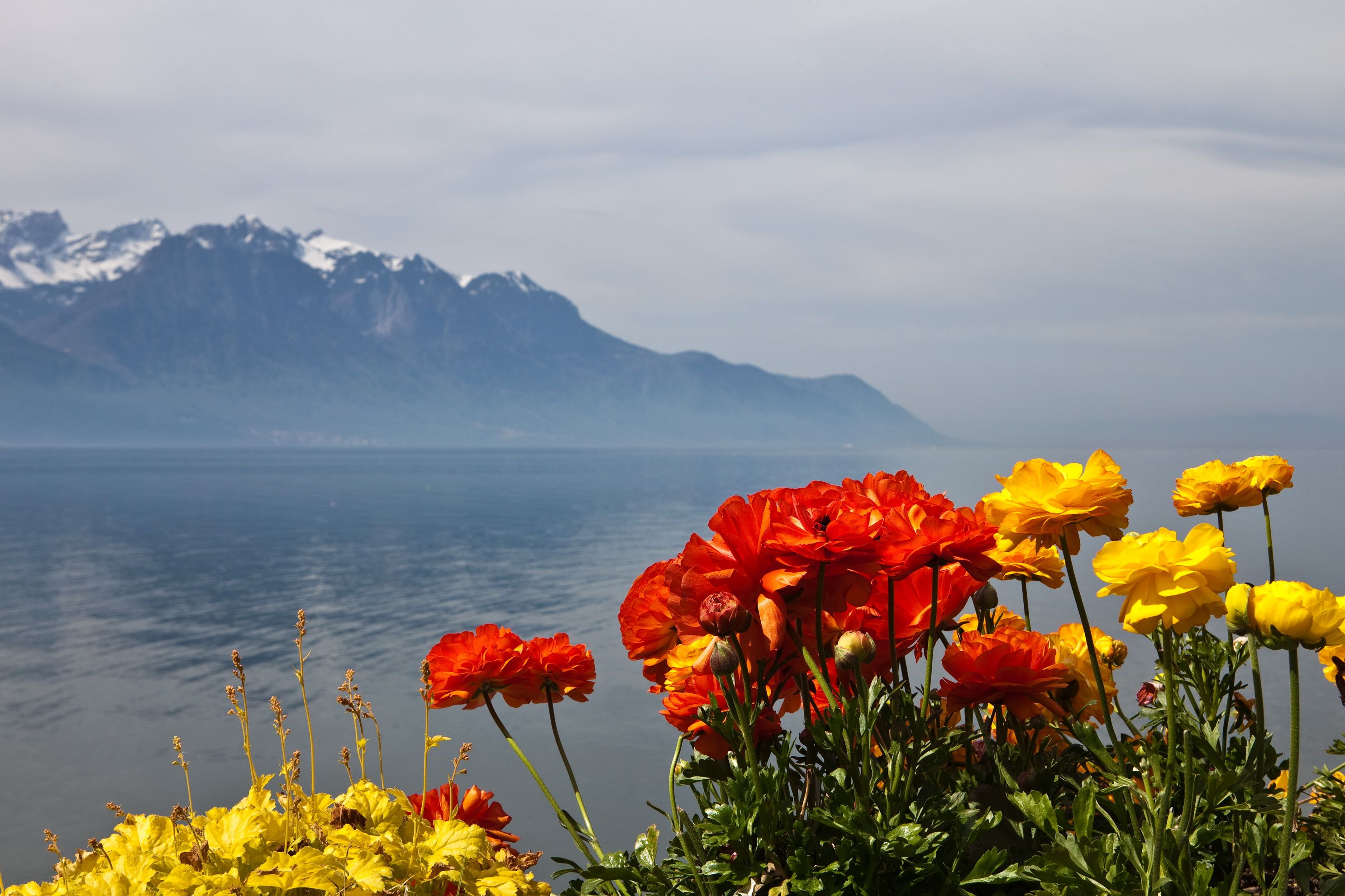 Scenery Switzerland Mountains Montreux Nature Flowers wallpaper