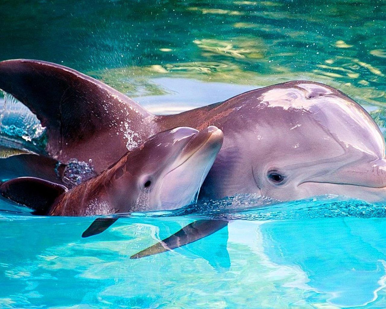 Animals From The Sea Dolphin Mother And Baby Dolphin HD Wallpaper