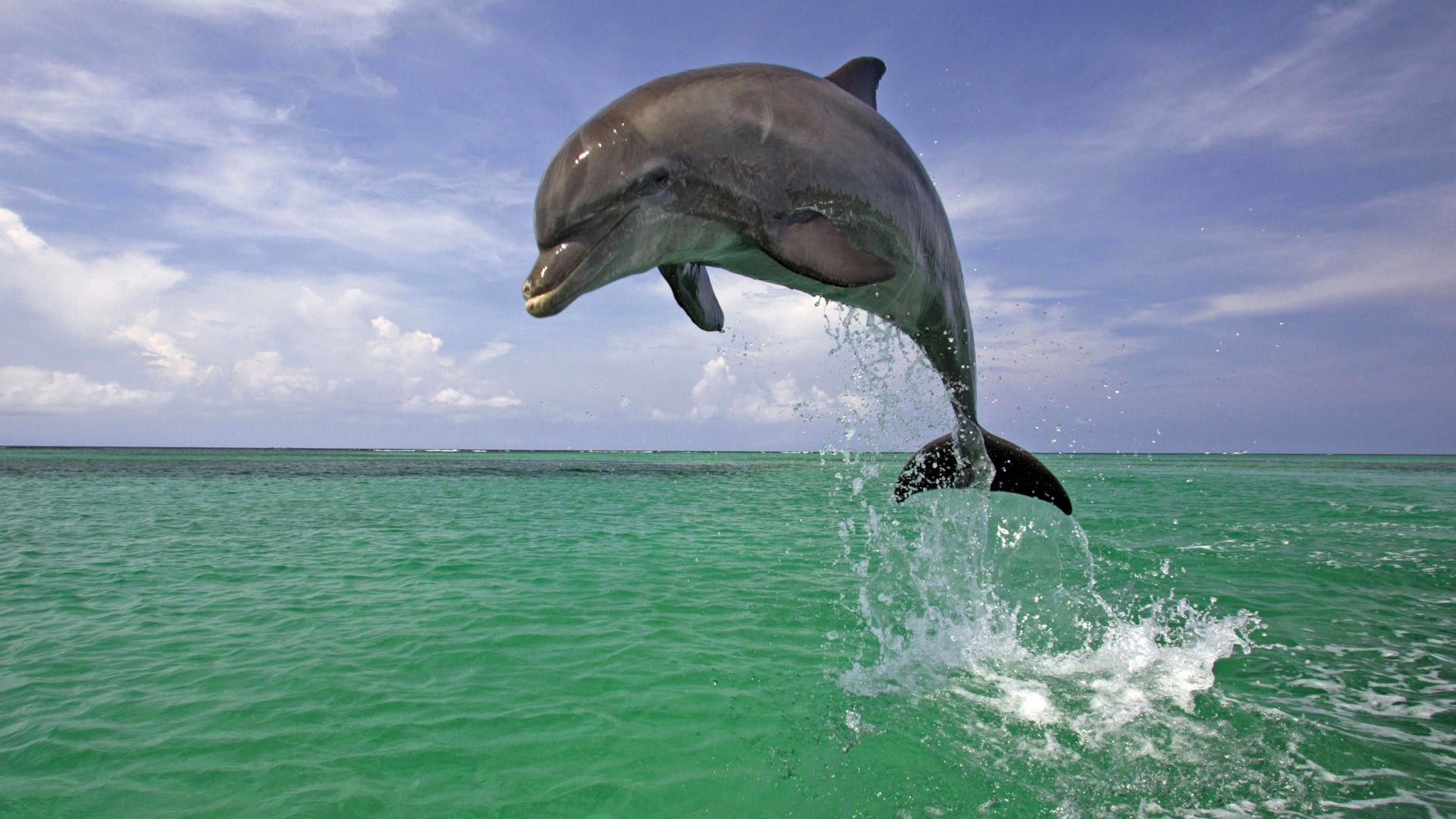 animals, Dolphin, Sea, Jumping Wallpaper HD / Desktop and Mobile