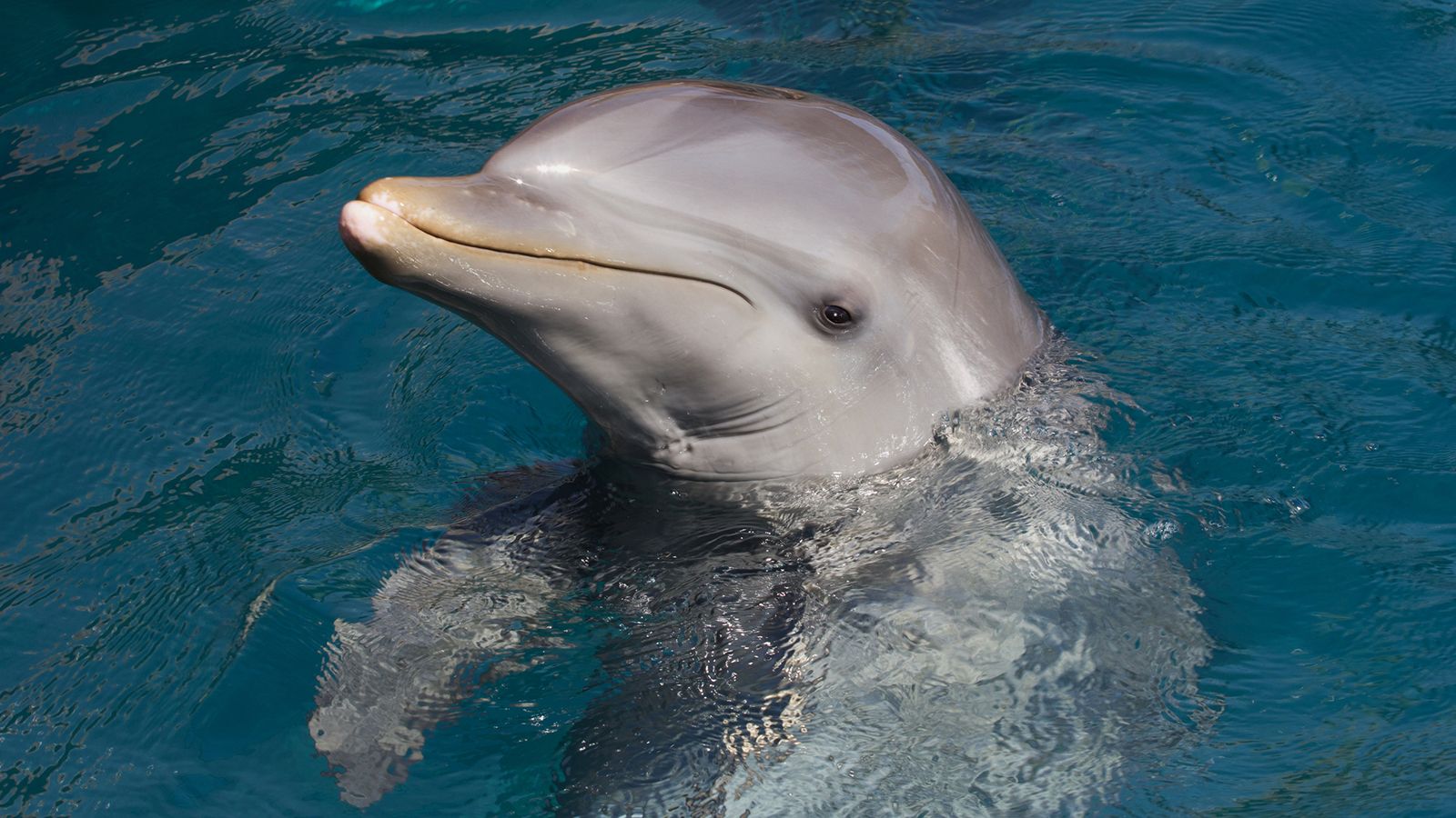 Bottlenose Dolphin wallpaper, Animal, HQ Bottlenose Dolphin