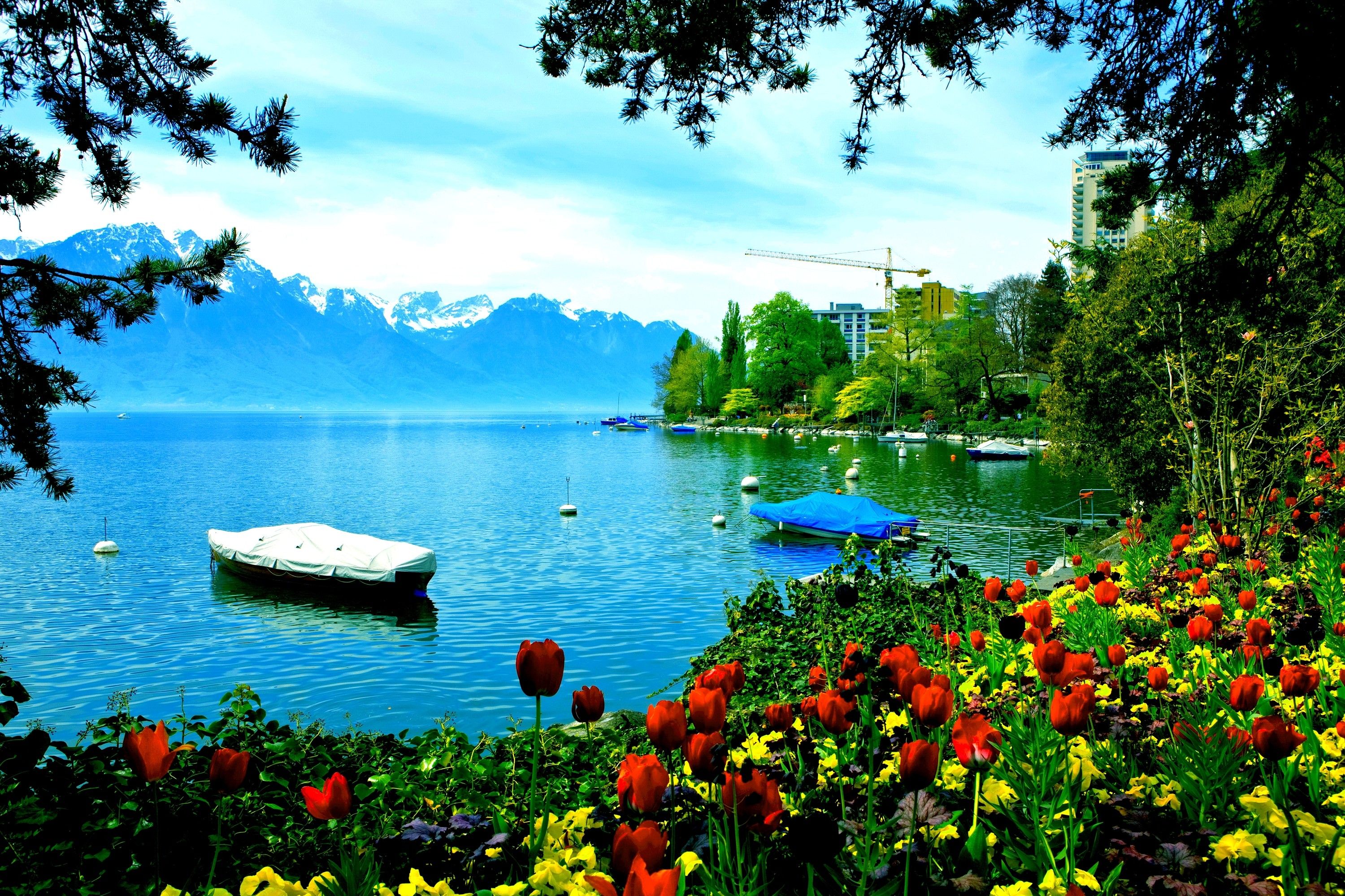 Free photo: Lakeside Blossoms, Flowers, Lake