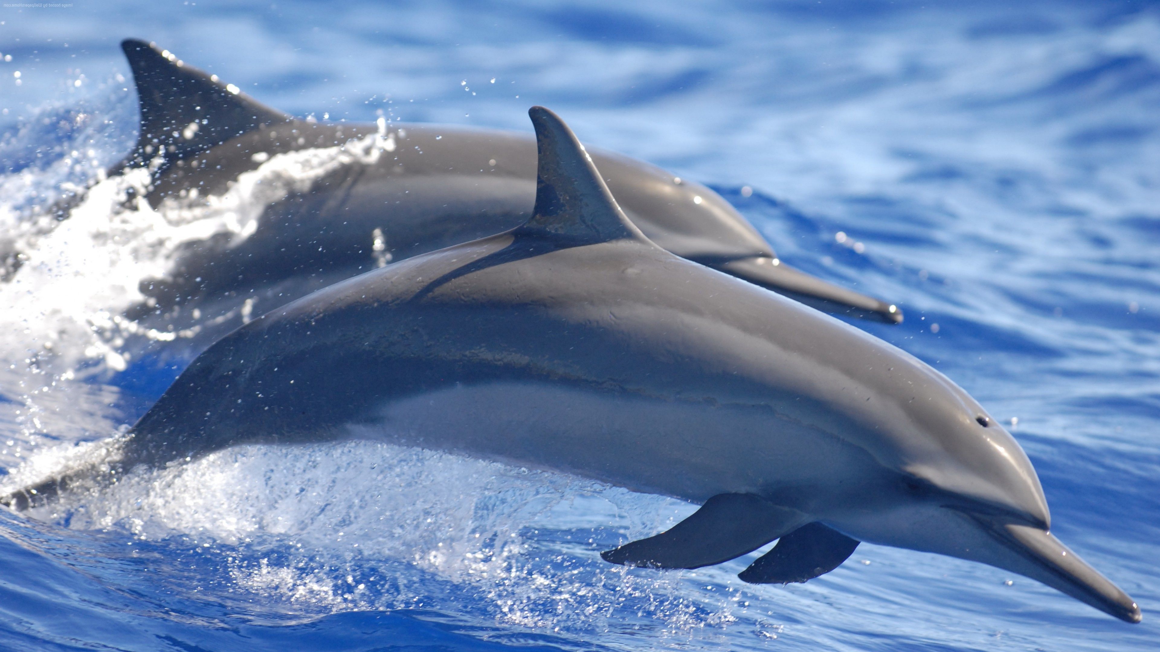 dolphin, Water, Animals, Mammals, Sea Wallpaper HD / Desktop