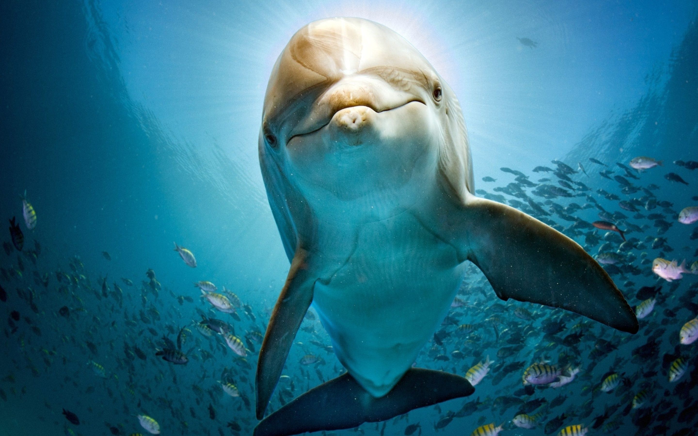 Dolphin HD Macbook Pro Retina HD 4k Wallpaper, Image