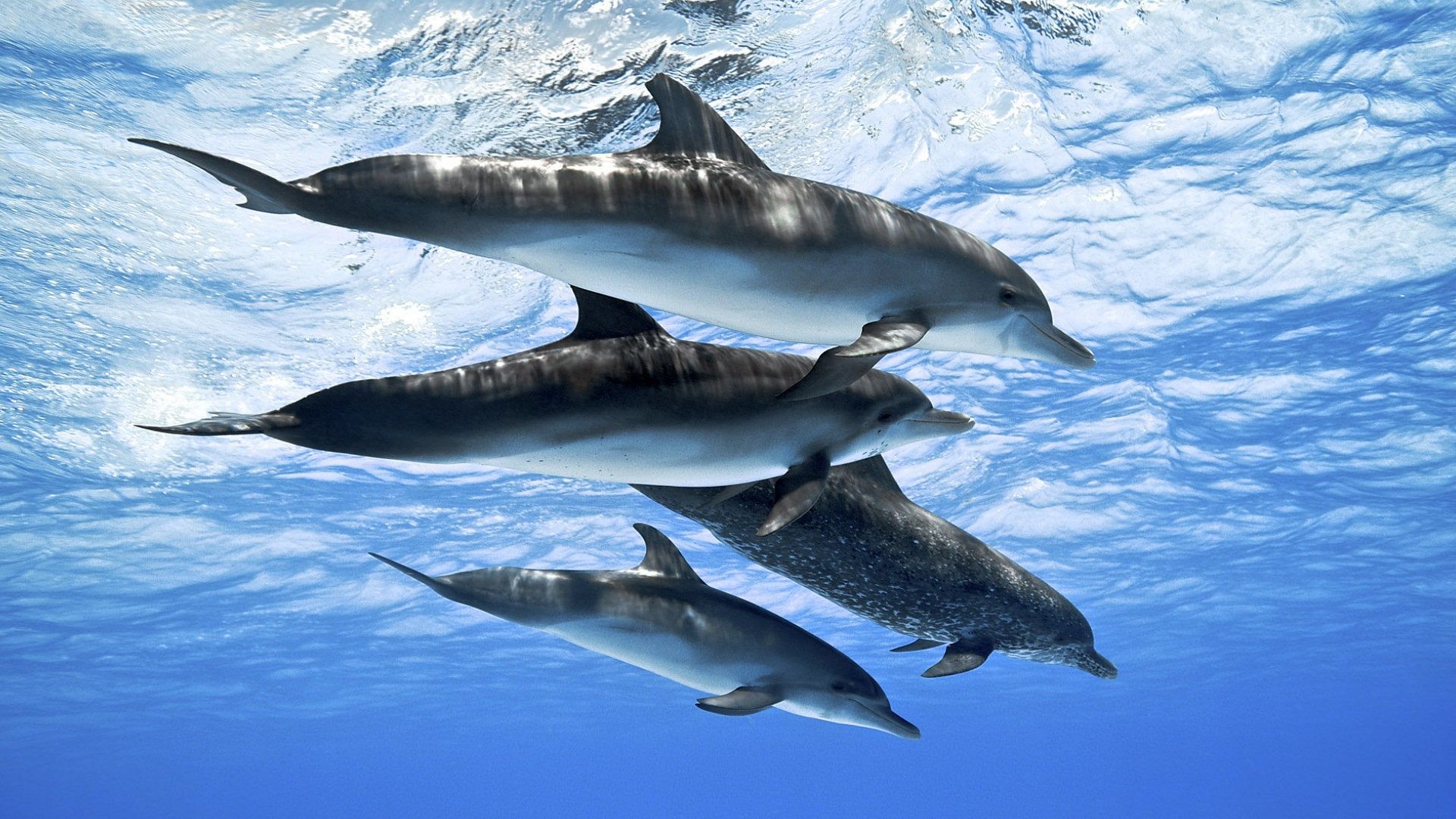 Dolphin Wallpaper HD 1080P