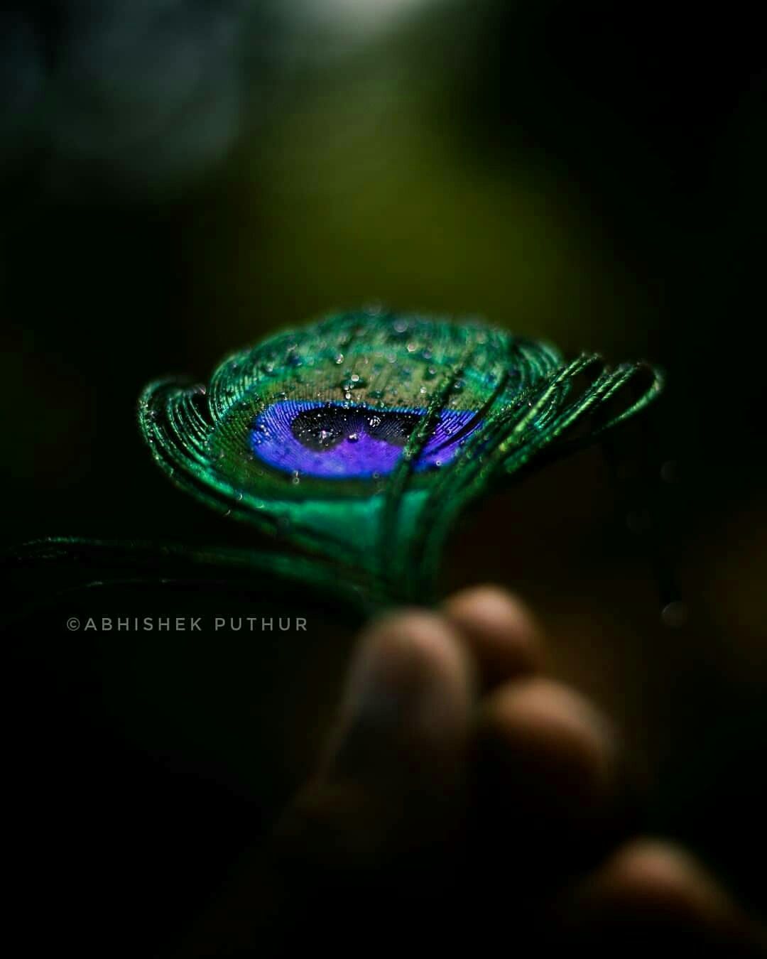 Eye of the Peacock. Lord krishna image, Peacock feather art, Dream photography