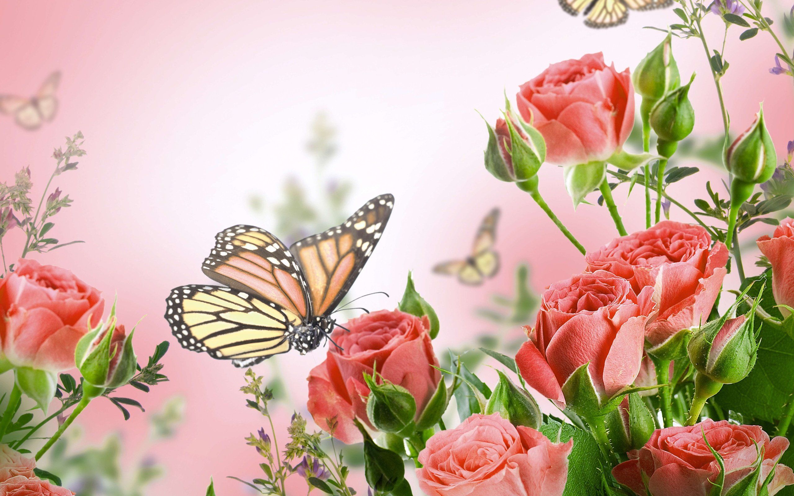 flowers, Butterflies, Butterfly, Soft, Bokeh, J Wallpaper HD