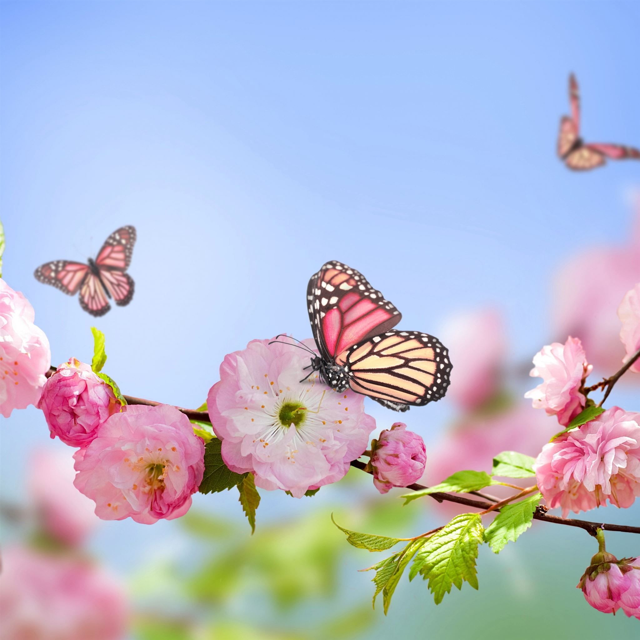 Flowers butterflies spring bloom branch iPad Pro Wallpaper Free Download