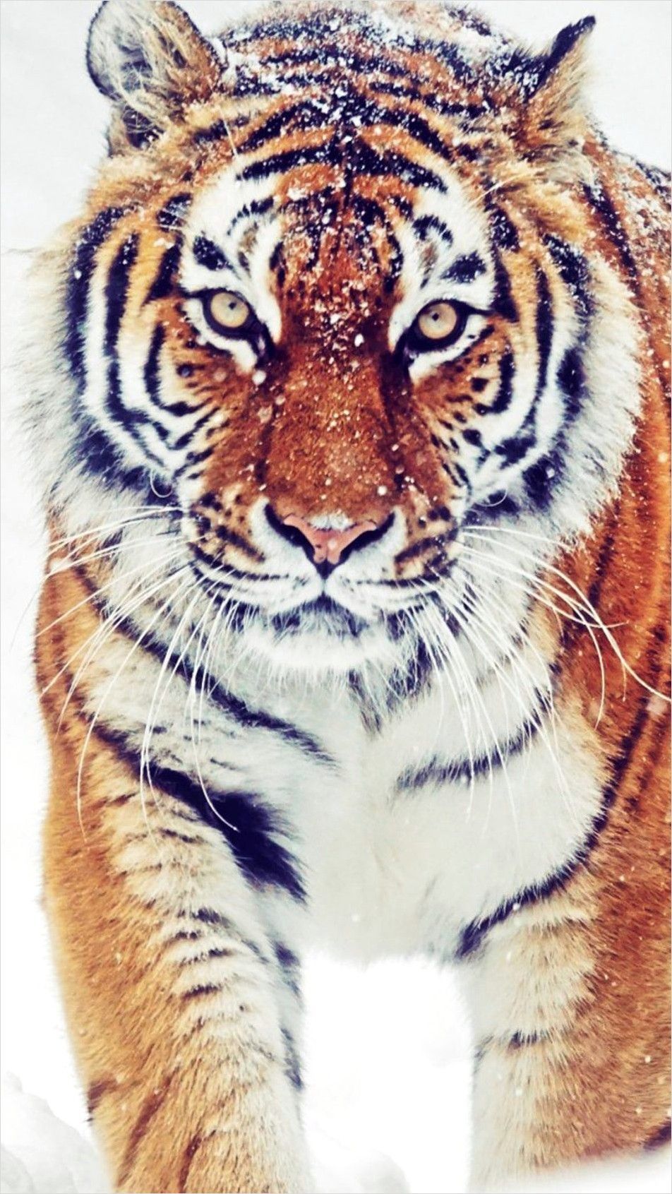 4k Animal Wallpaper For Mobile. Siberian tiger, Tiger