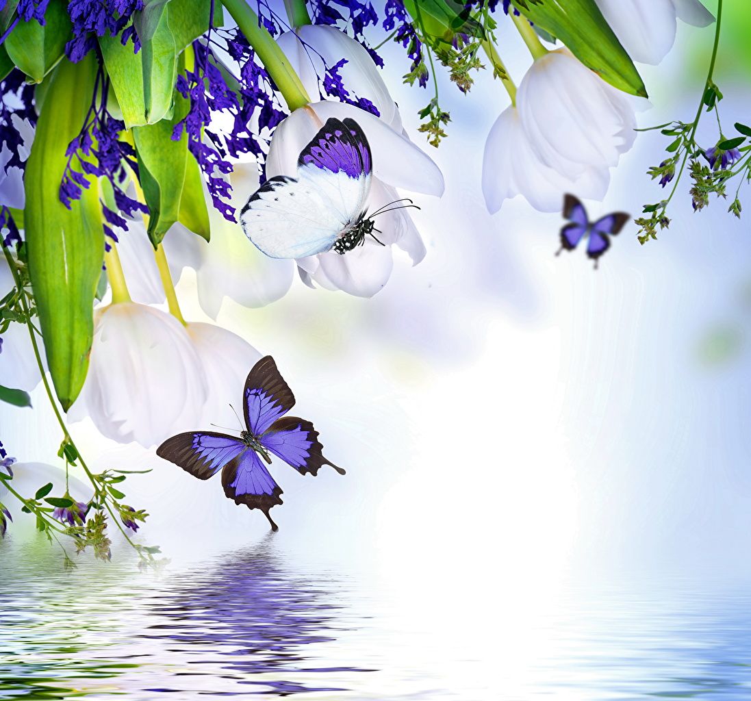 Picture Butterflies Flowers animal